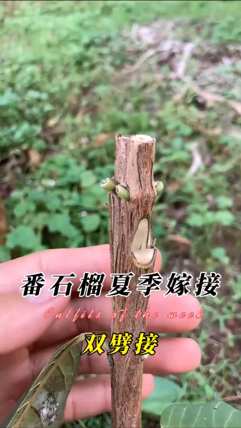 番石榴夏季嫁接技术示范