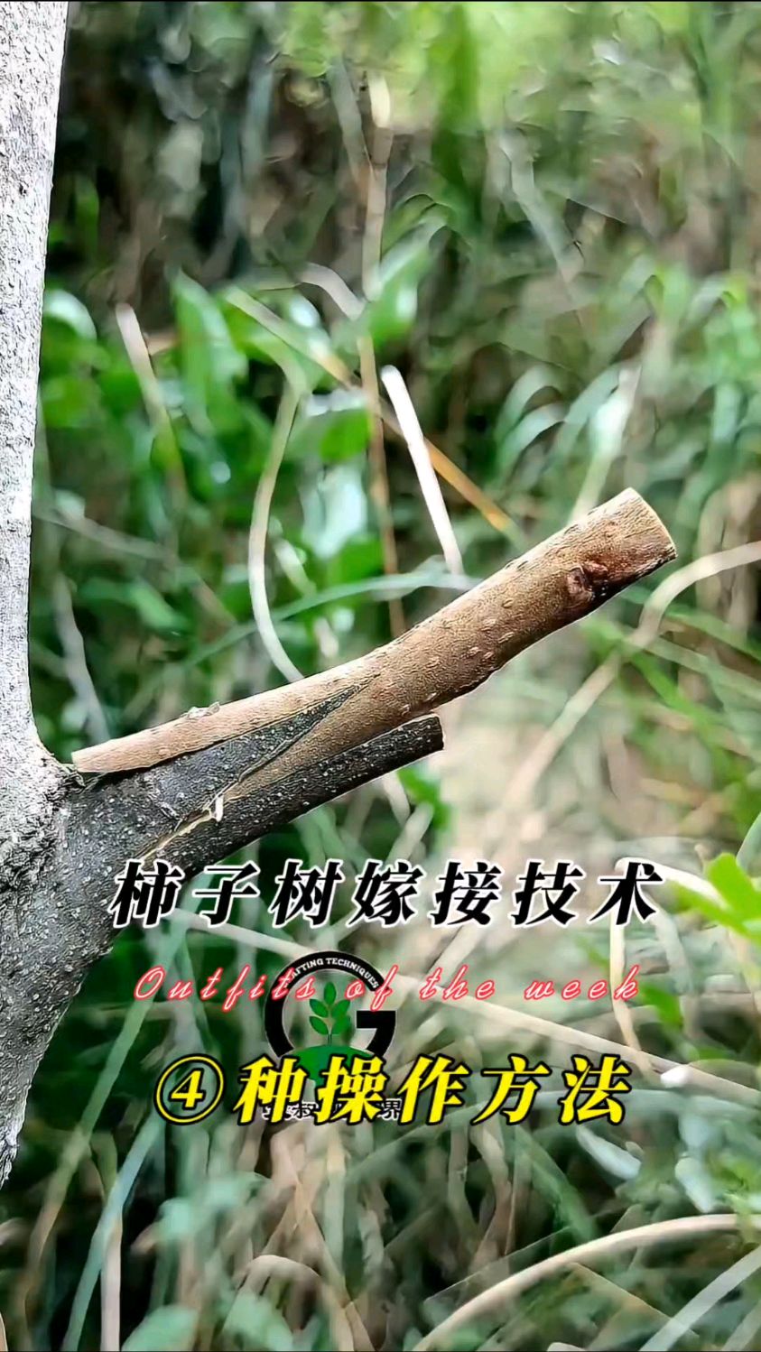 花费30秒学会柿子树四种嫁接技术,现场演示操作技巧