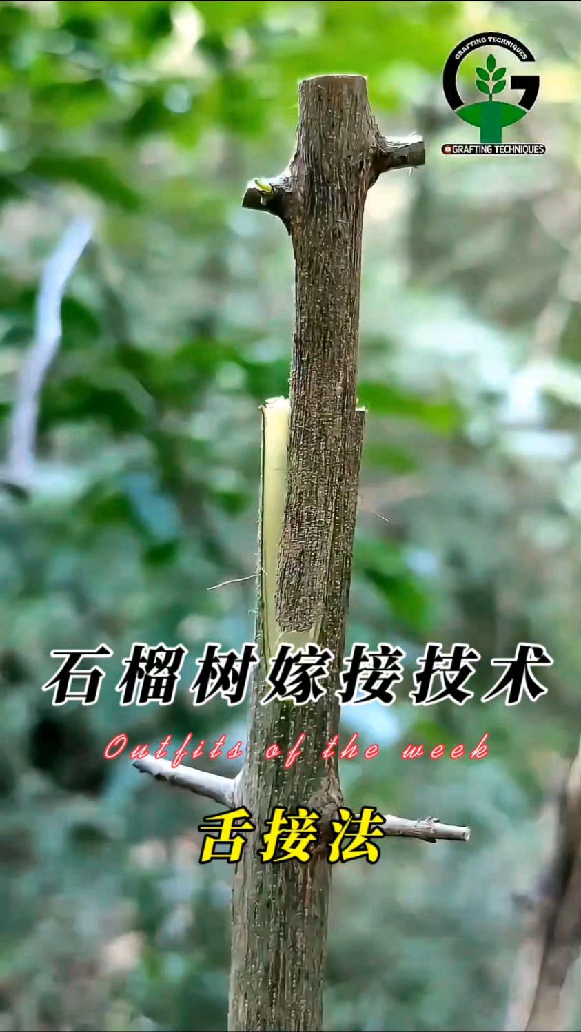 春夏秋三个季节都可采用的石榴嫁接技术,成活率95%以上