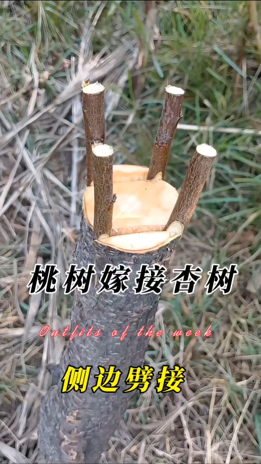 以杏树为砧木可以嫁接什么果树?与桃树互相嫁接生长的果实怎样?