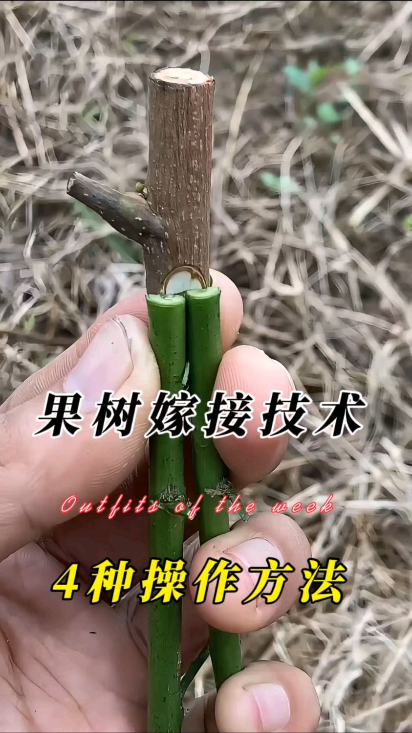 一分钟教会你4种果树或盆景嫁接技术