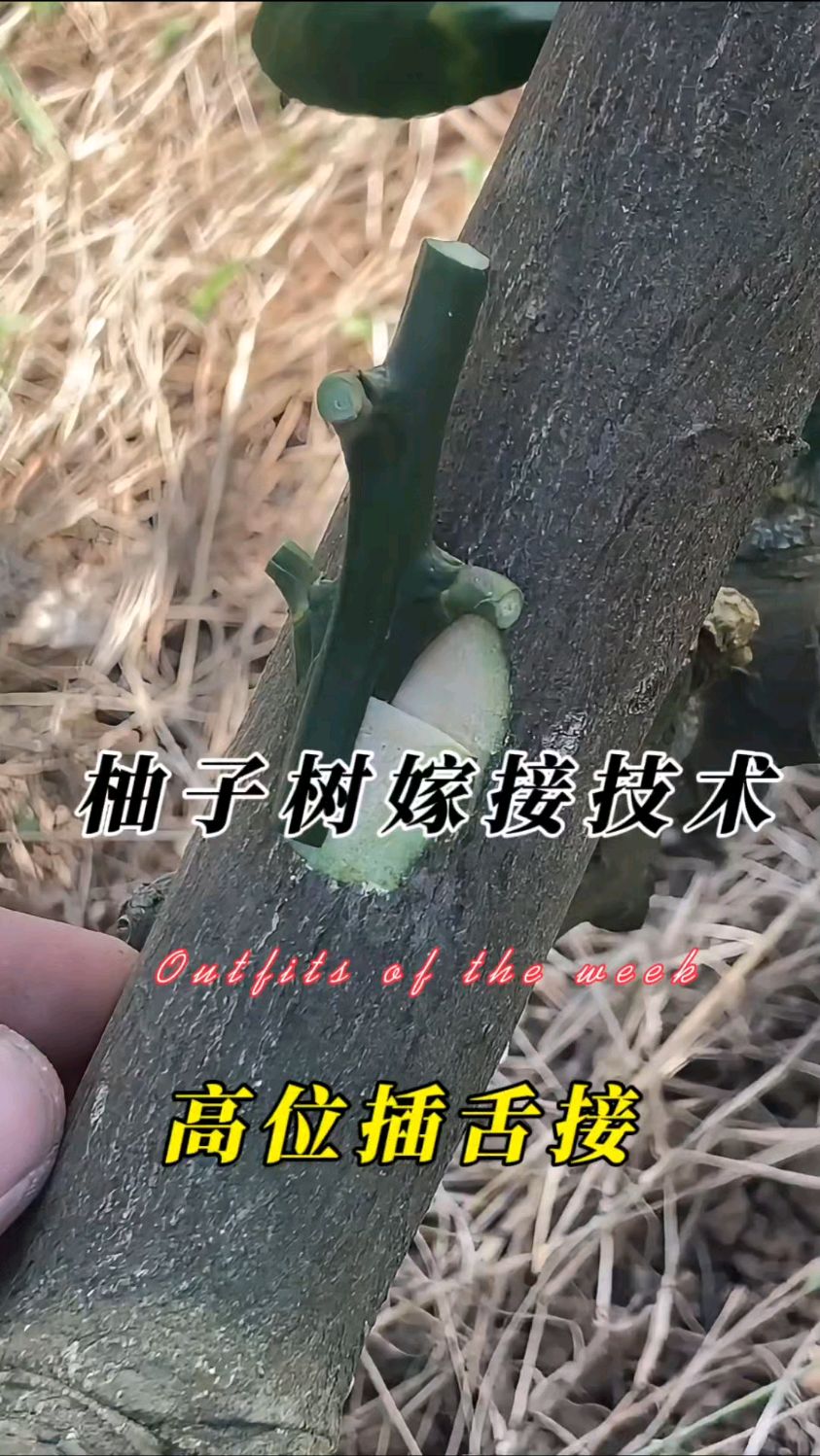柚子树不伤砧木的嫁接技术,适合新手教程