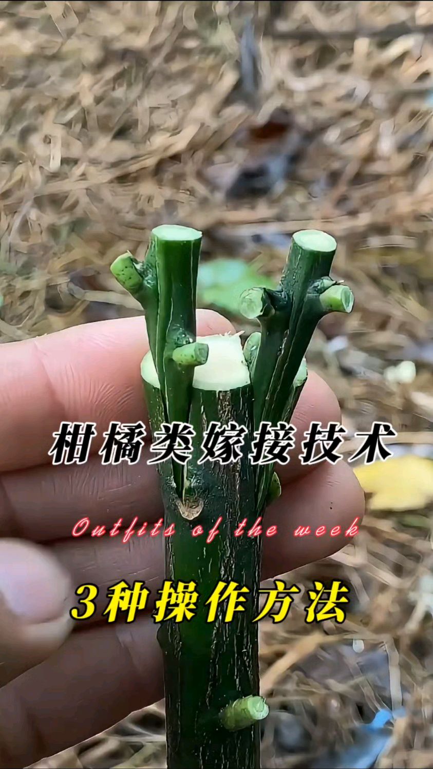 柑橘类柚子树等春季嫁接成活率比较高的三种操作方法