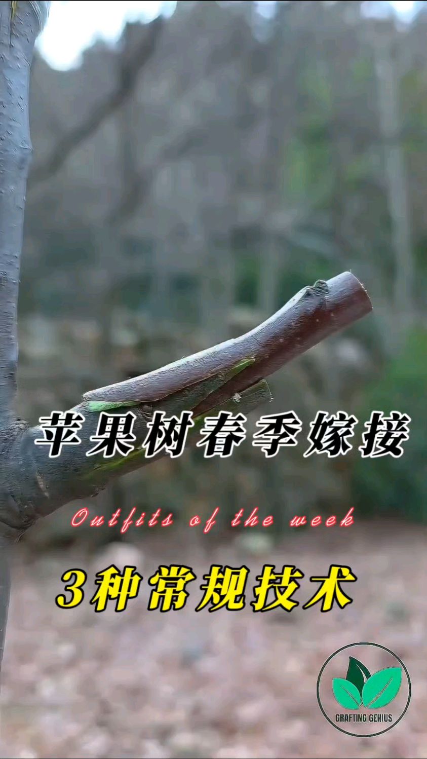苹果树在春季嫁接常用3种成活率高的嫁接方法