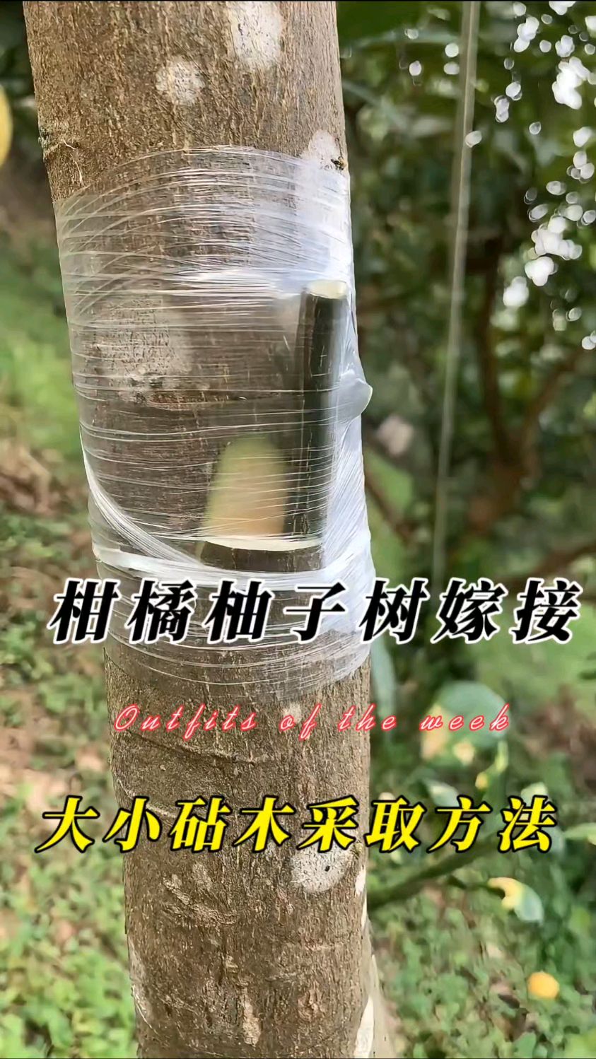 柑橘类柚子树嫁接技术