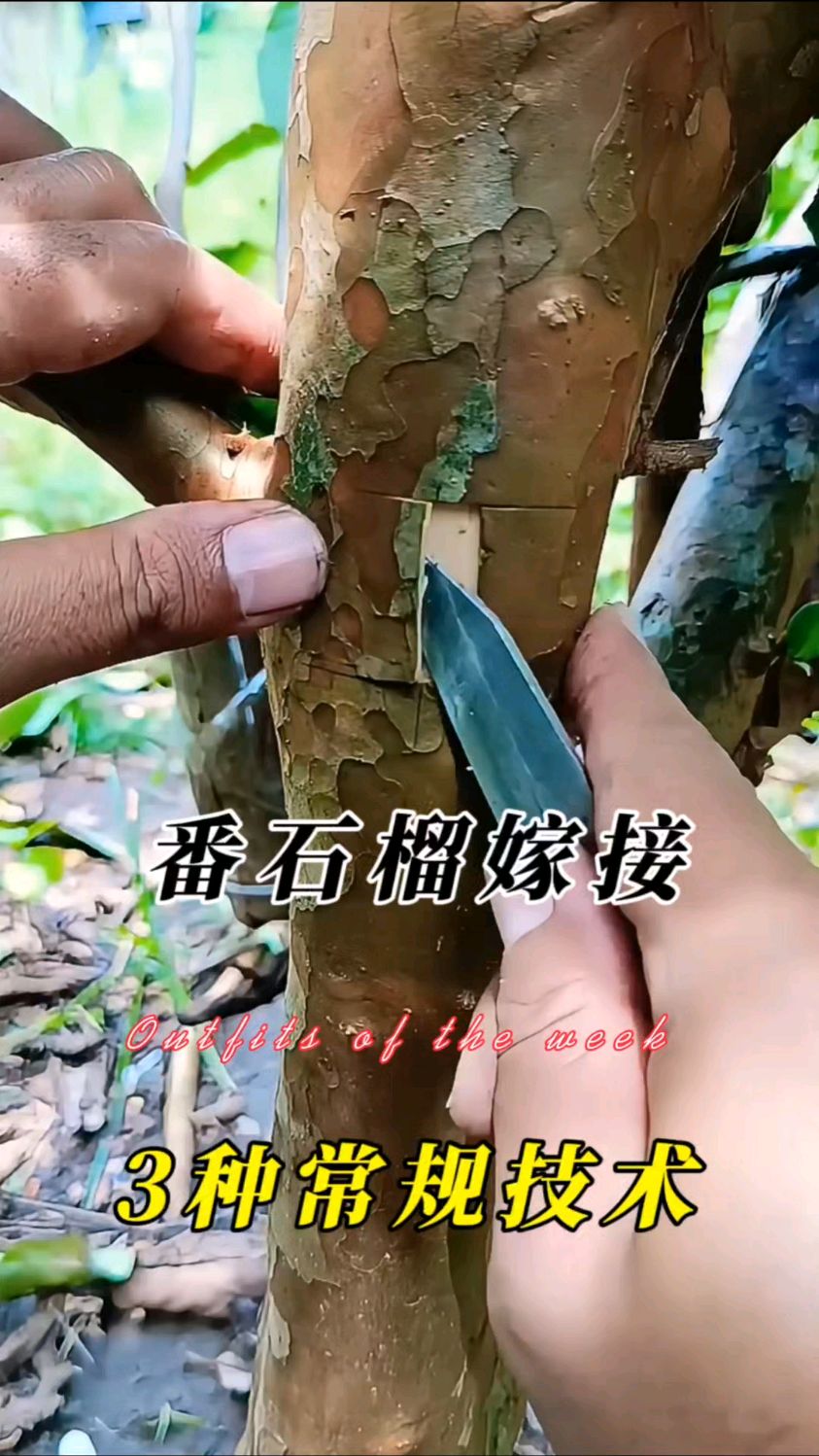 使用这3种技术来嫁接番石榴，成活率太高了
