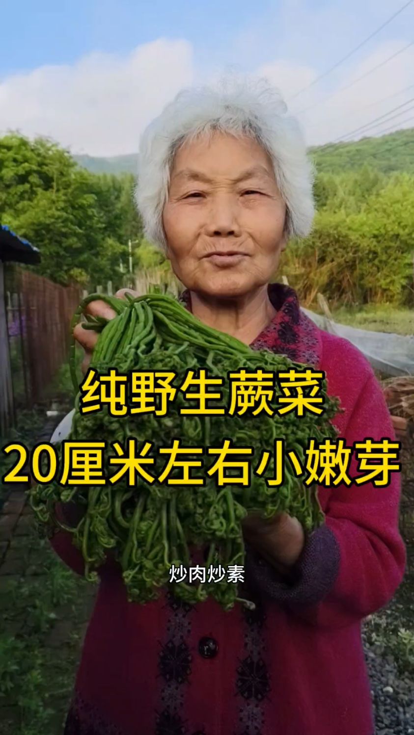 小兴安岭的主脉，原始大森林，纯野生的蕨菜，20厘米左右的小嫩芽