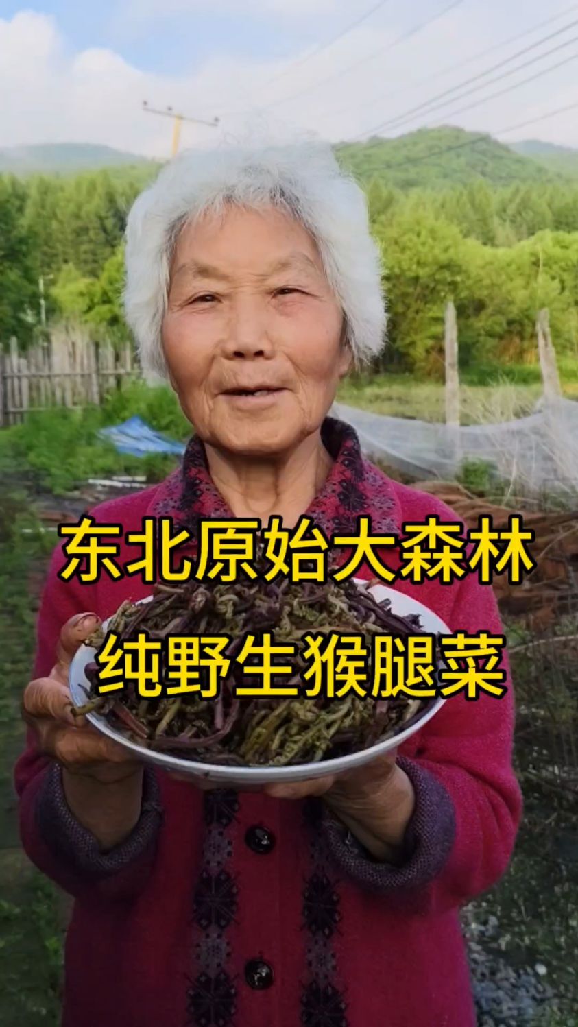 小兴安岭的主脉原始大森林,纯野生猴腿菜,都是15厘米以下小嫩芽