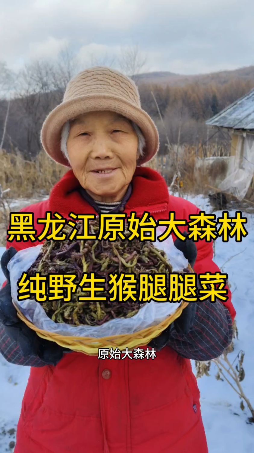 黑龙江原始大森林,纯野生猴腿菜,都是15厘米以下小嫩芽嘎嘎好吃