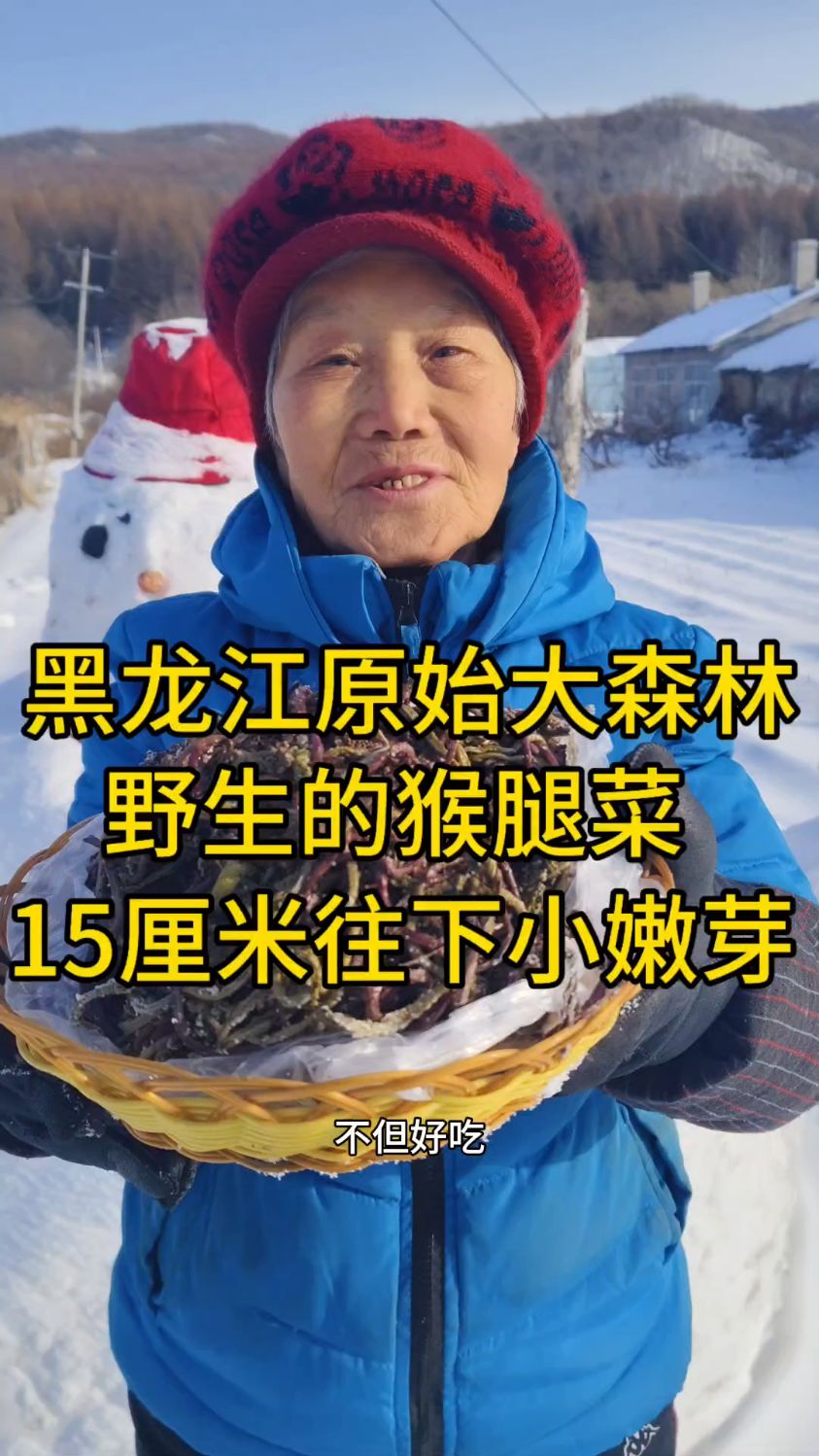 黑龙江原始大森林纯野生猴腿菜,都是15厘米往下小嫩芽,多种吃法