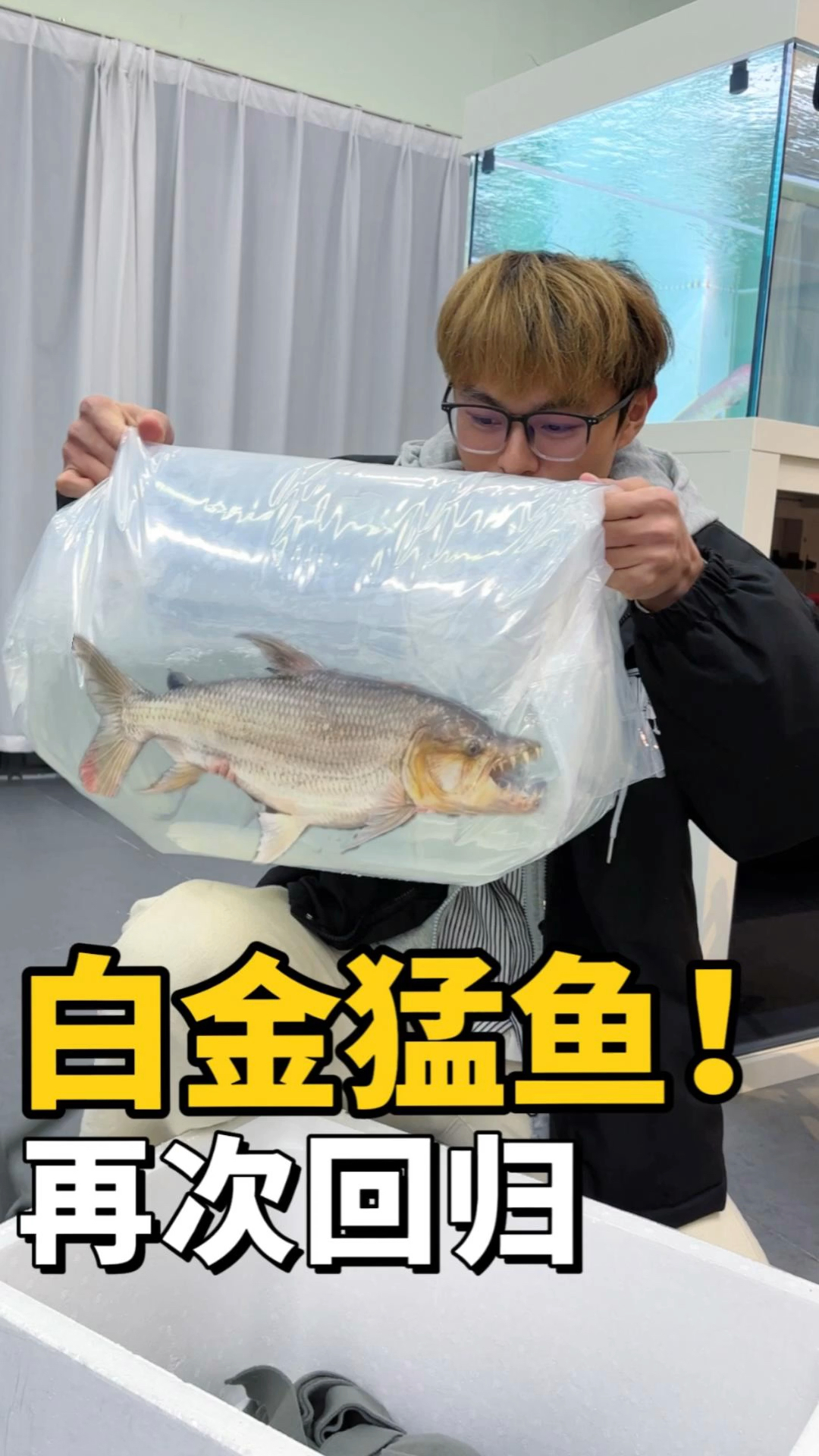必须专车配送的猛鱼,最终养在鱼缸的效果到底如何?