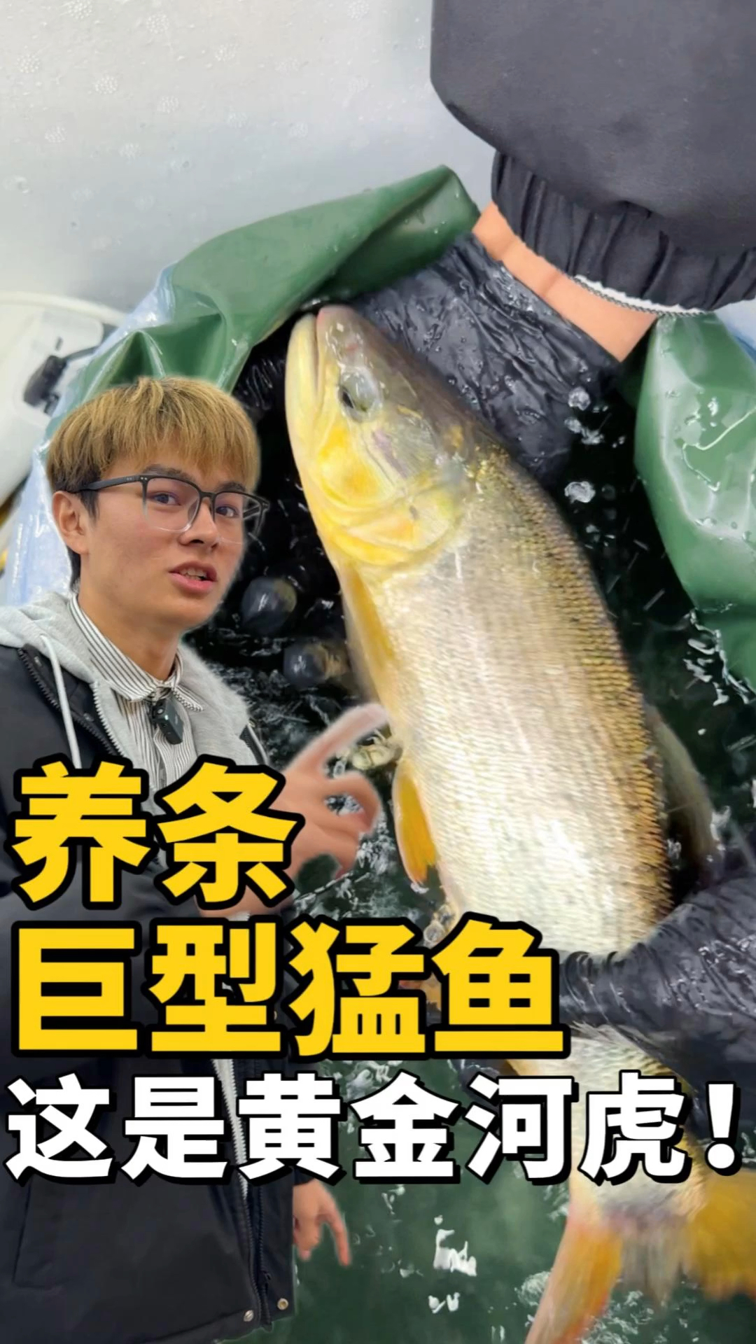 黄金河虎鱼再次回归!比上次更大!更凶猛!