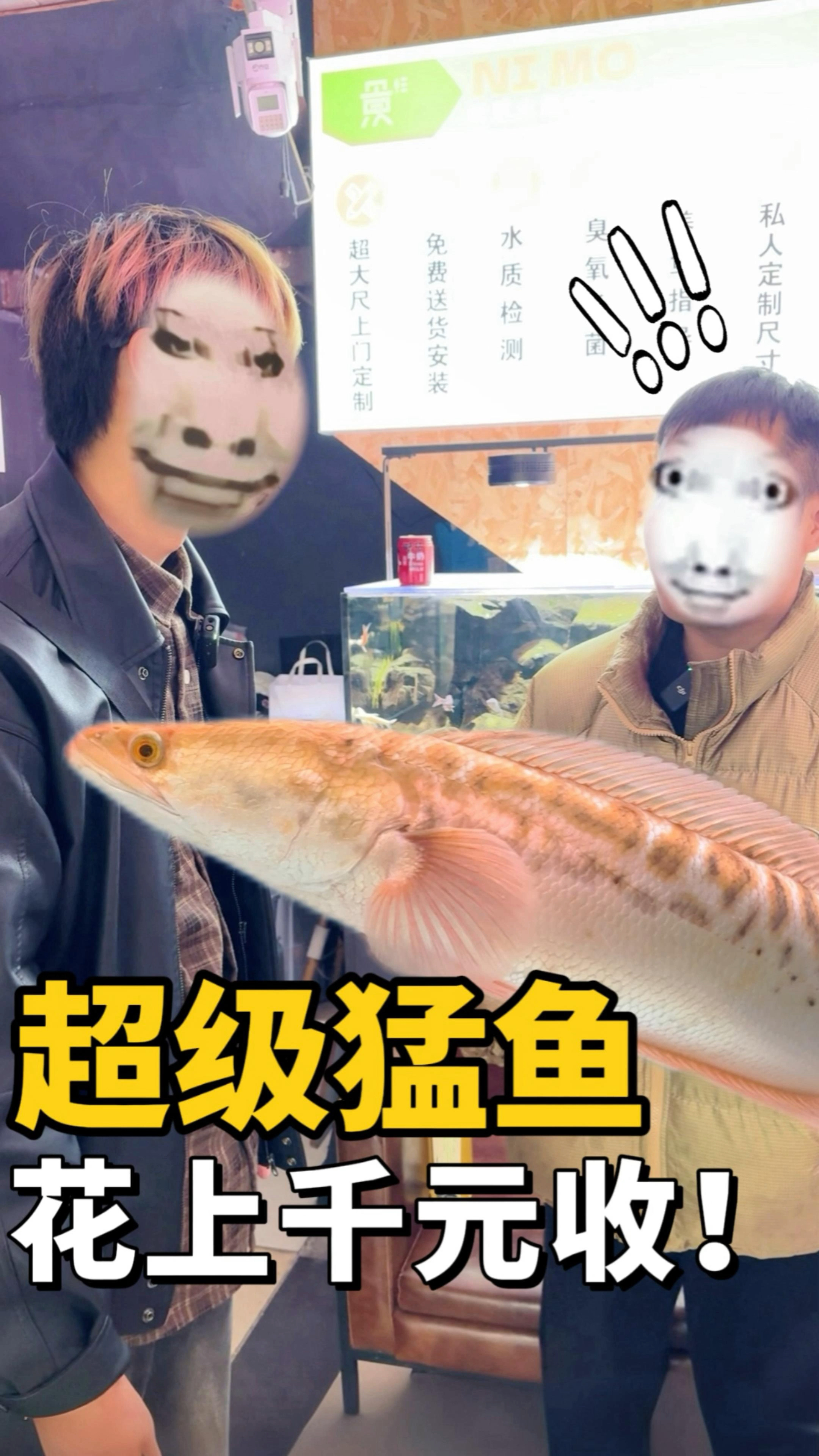 亲自上门收这条黄化铅笔鱼,你们说值不值?