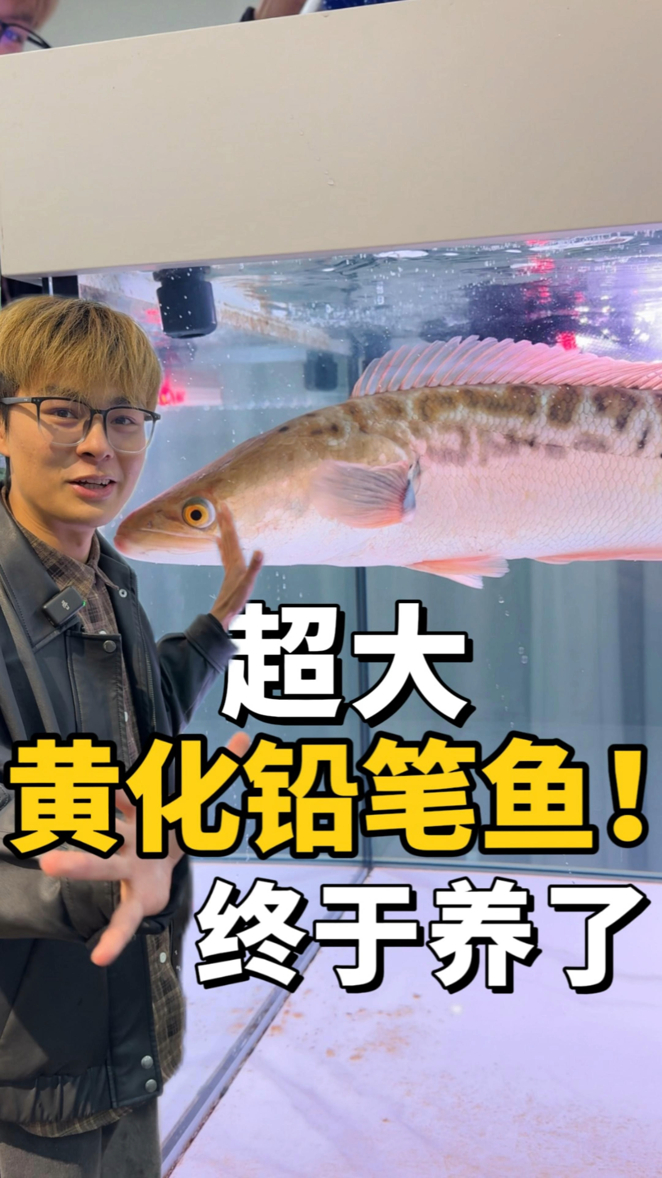 超大的铅笔鱼终于养了,可这一跳还能养活吗?