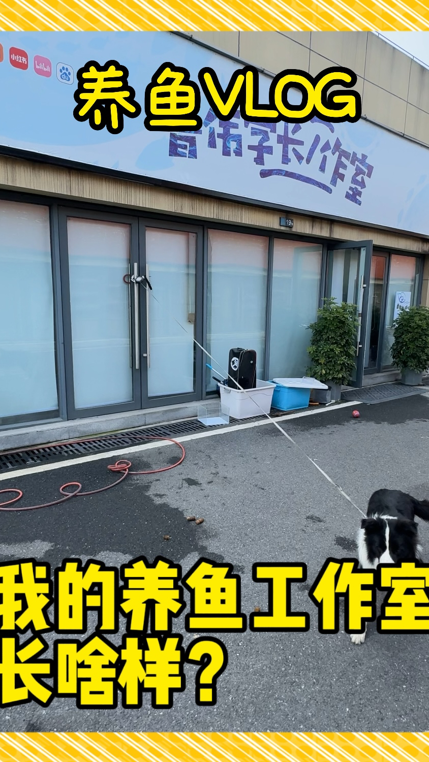 我的养鱼工作室长啥样,都养了哪些鱼?