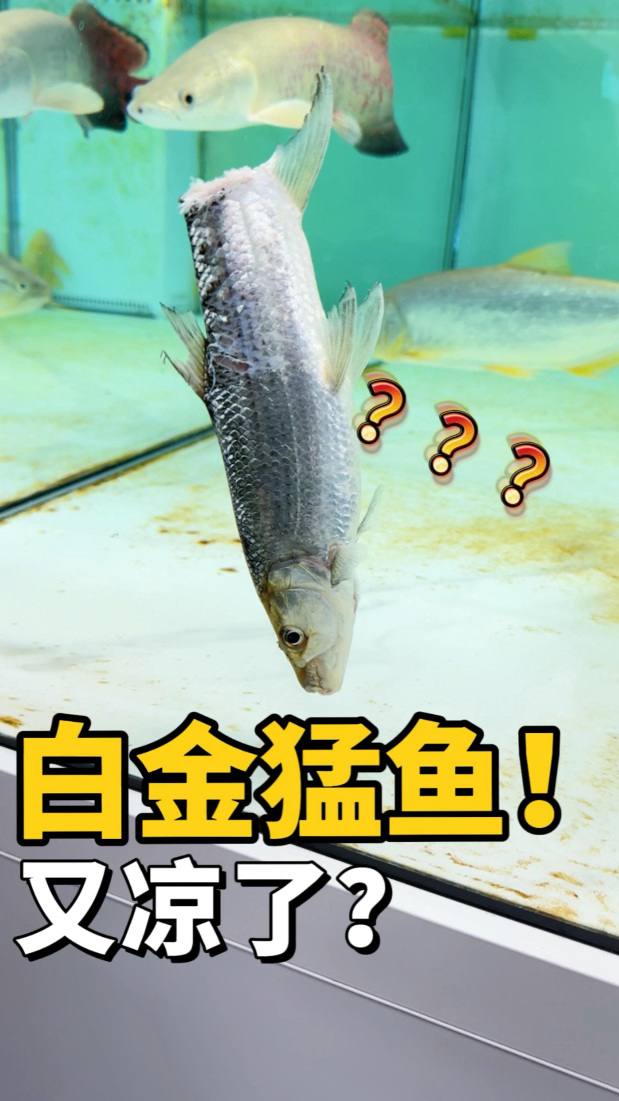 我的白金猛鱼被吃了!