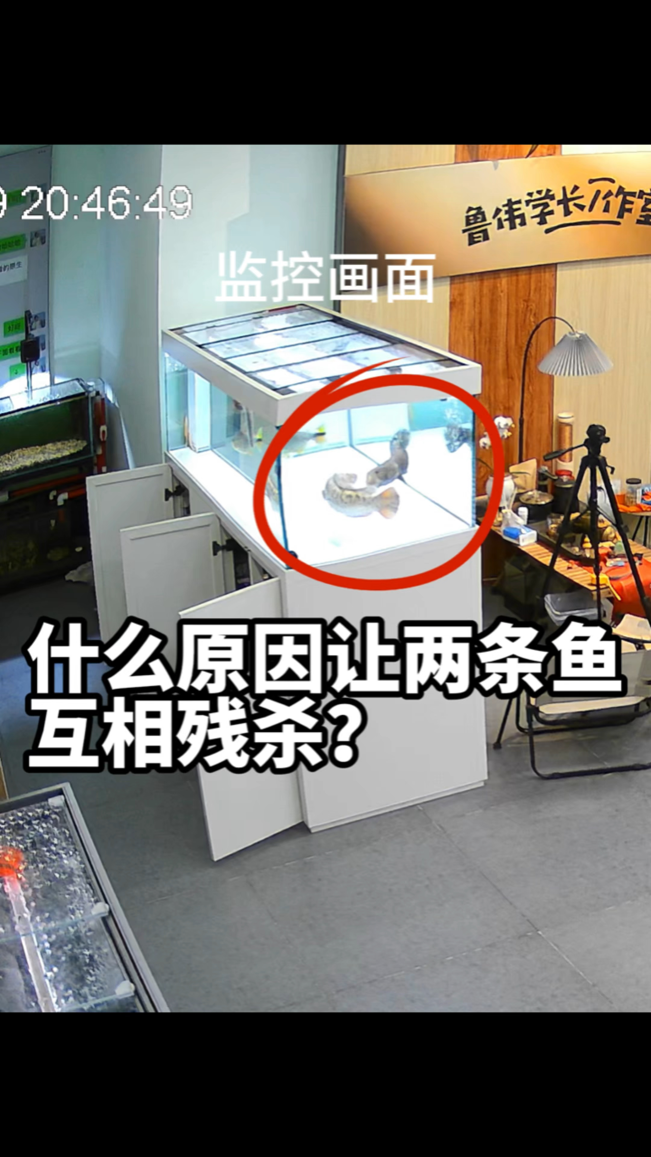 好险!鱼差点就没了!