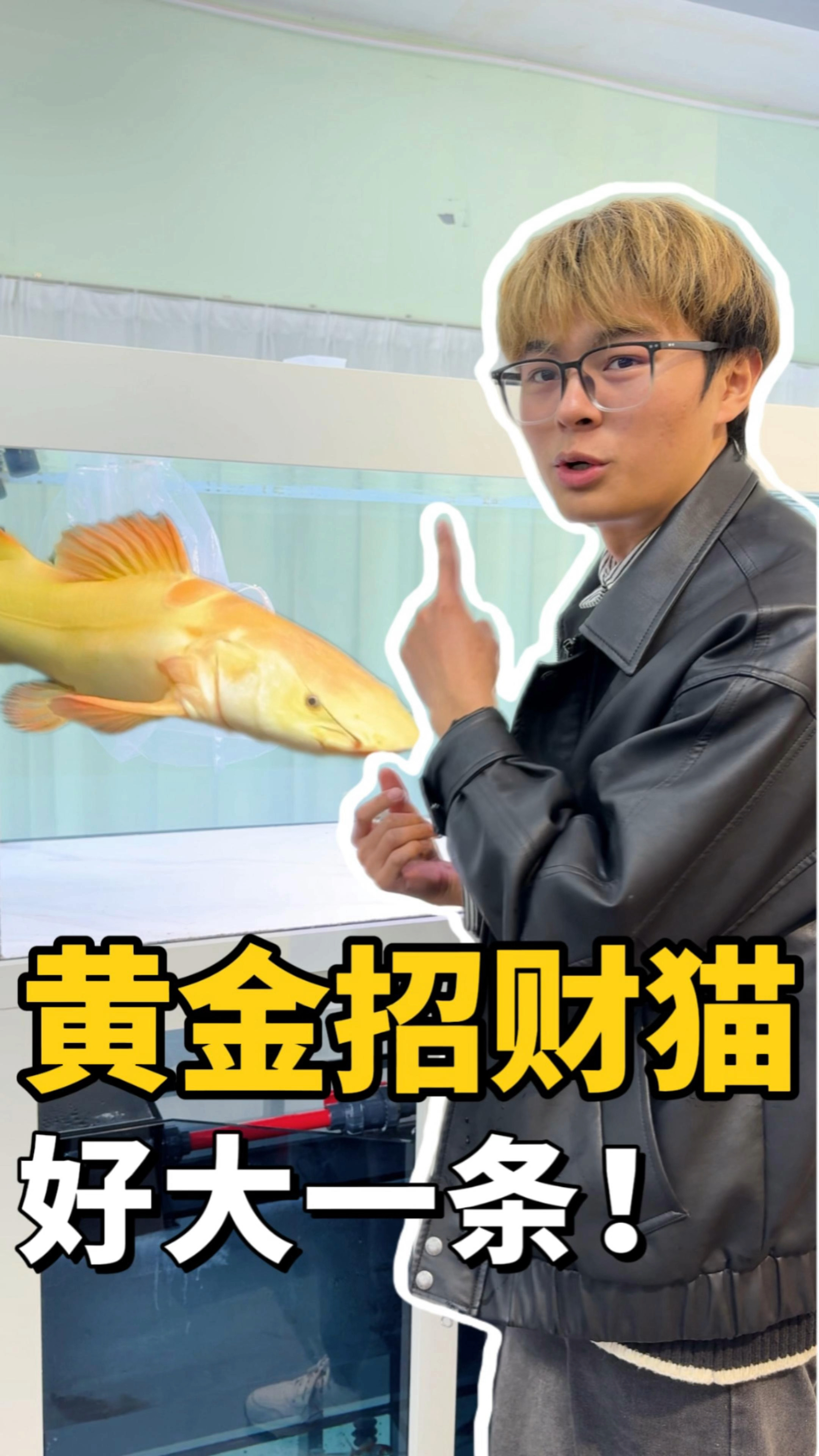黄金招财猫来啦!养在鱼缸会是怎样的效果?