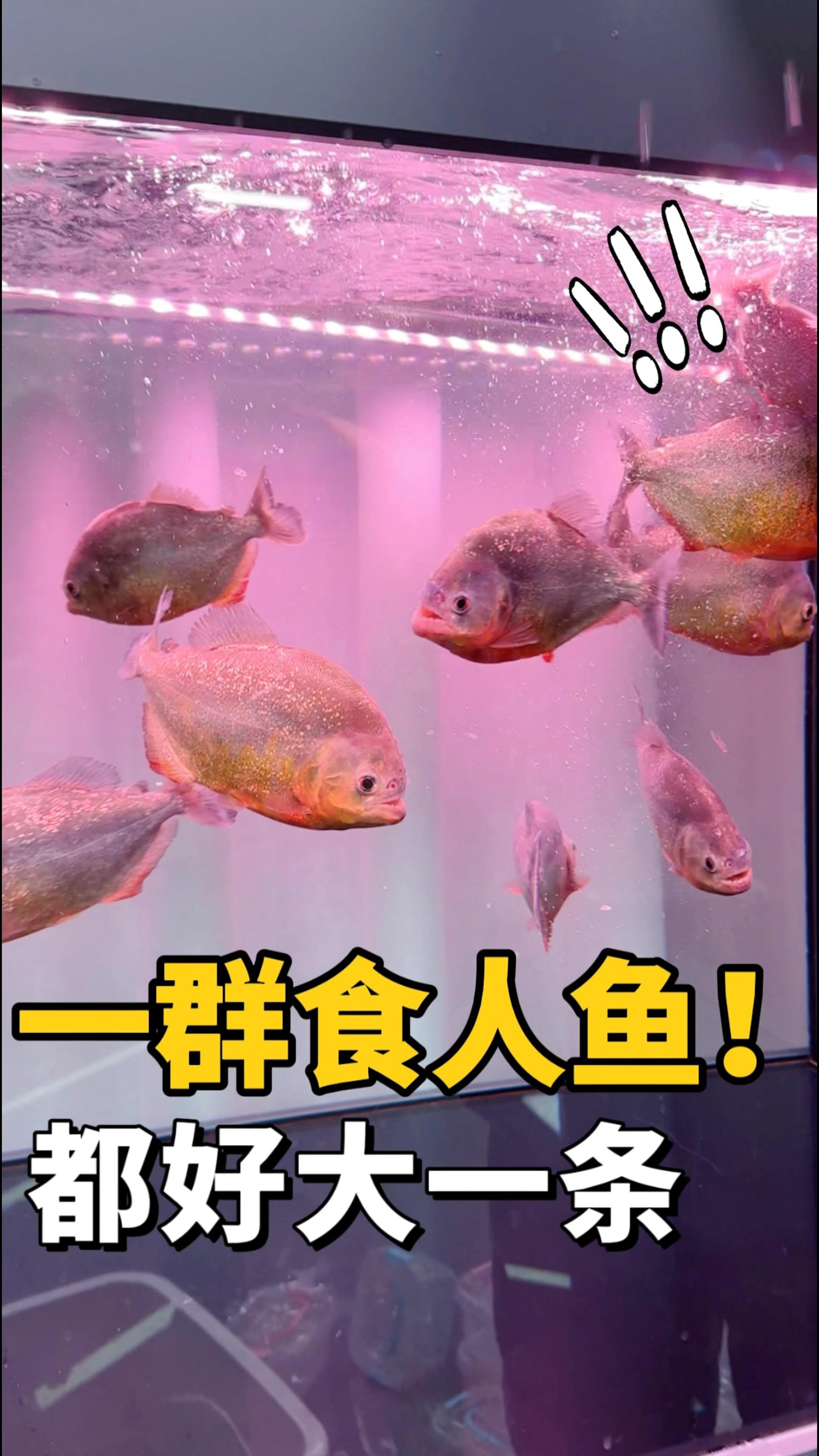 养一群食人鱼是种怎样的体验?