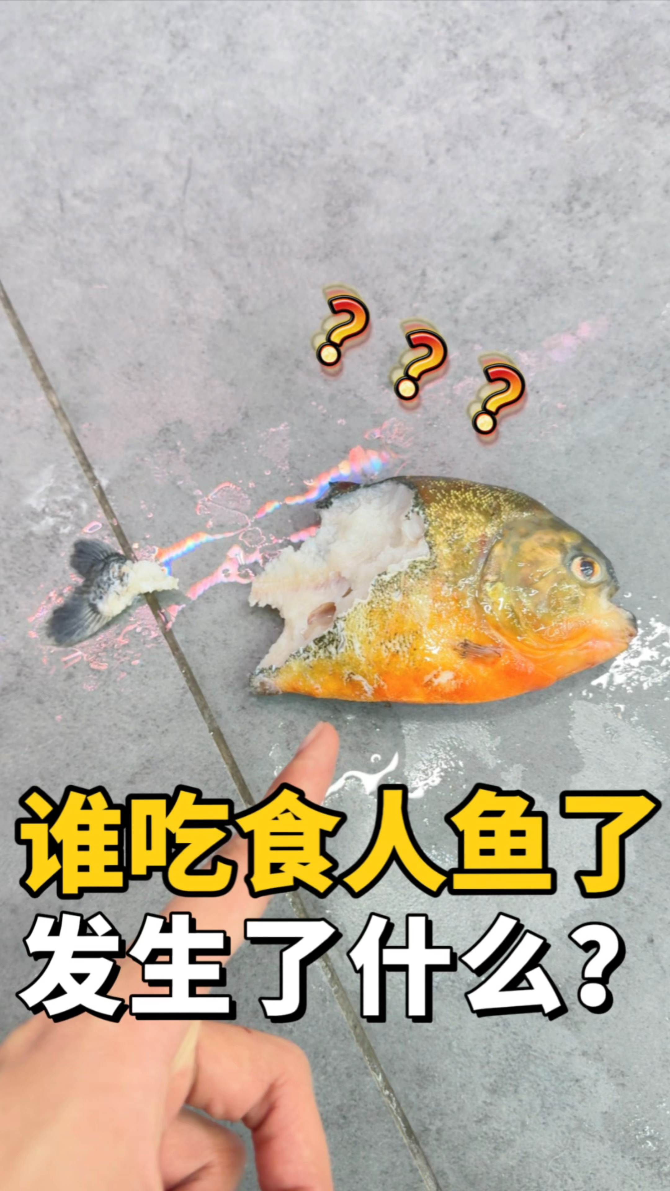 食人鱼居然被吃了?