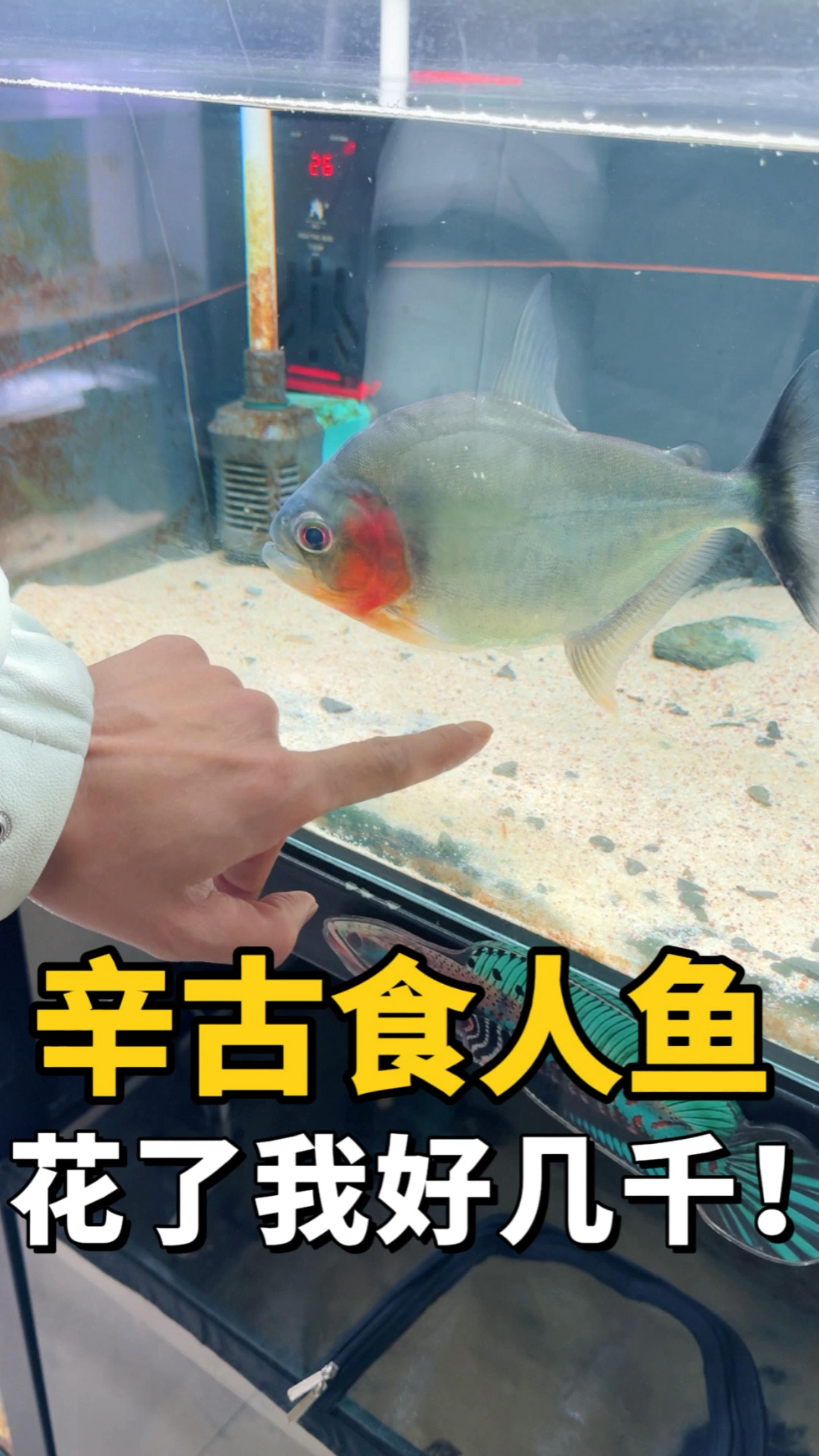新成员,辛古食人鱼登场!