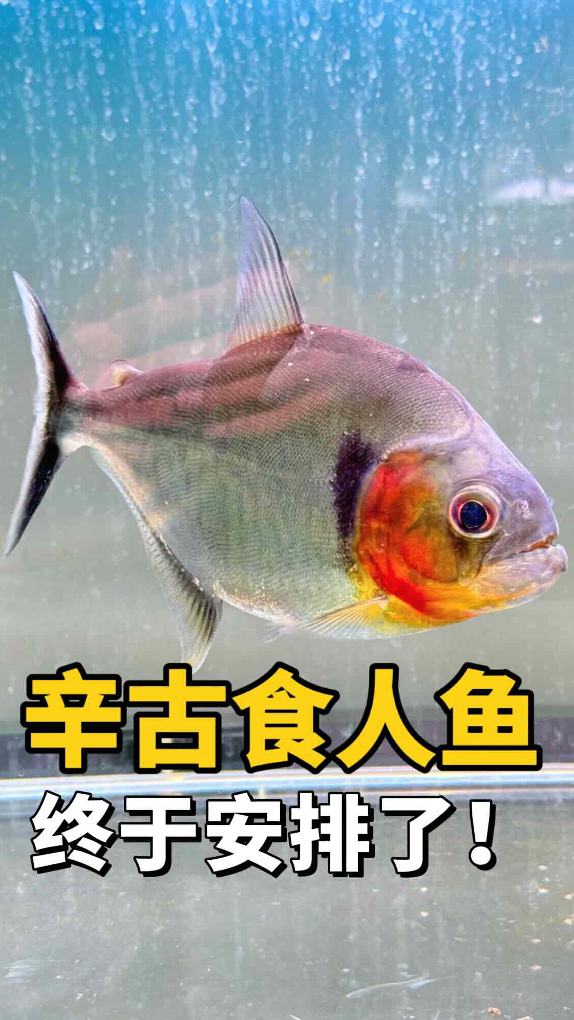 花高价收来的辛古食人鱼差点领盒饭!