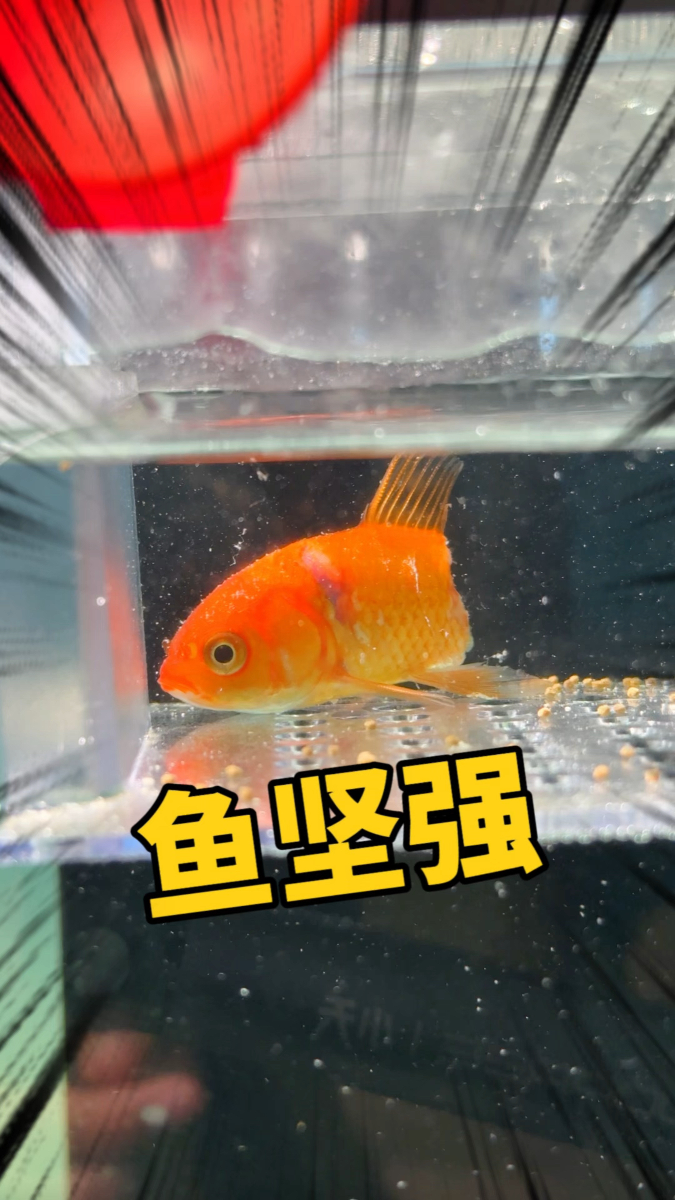 发现一条只剩半个身子的鱼坚强,这能否养活?