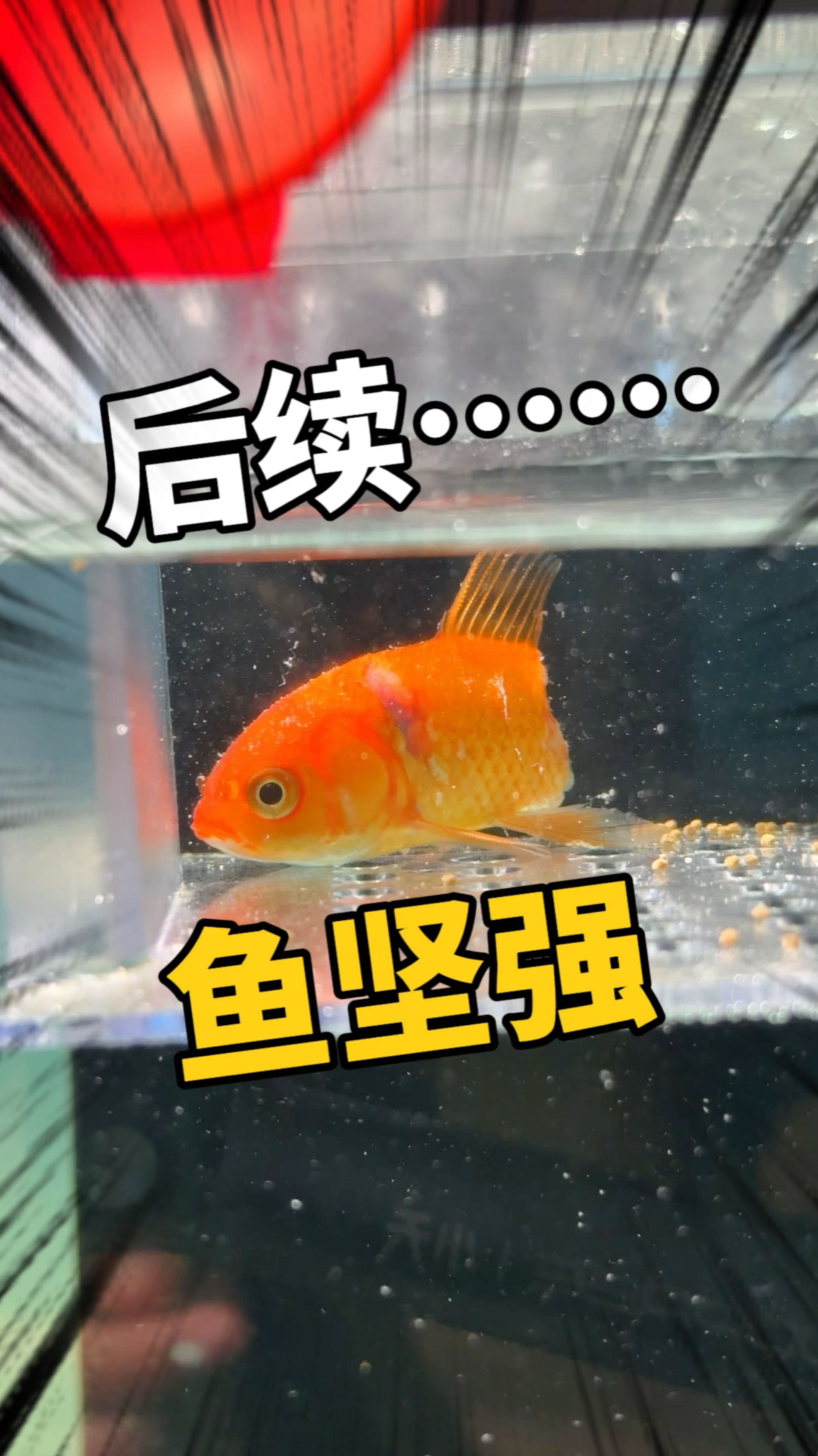 鱼坚强的后续!还活着?