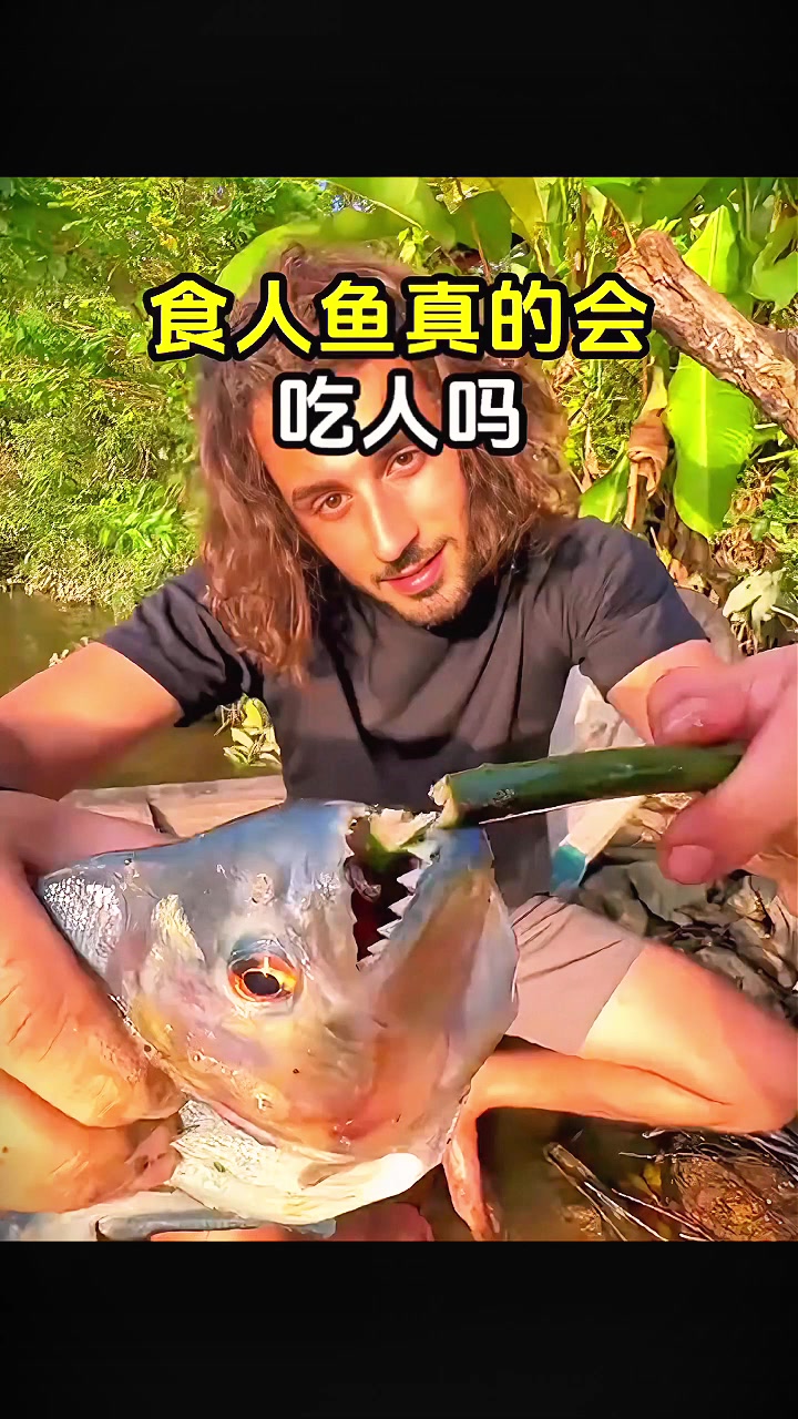 食人鱼真的吃人吗？