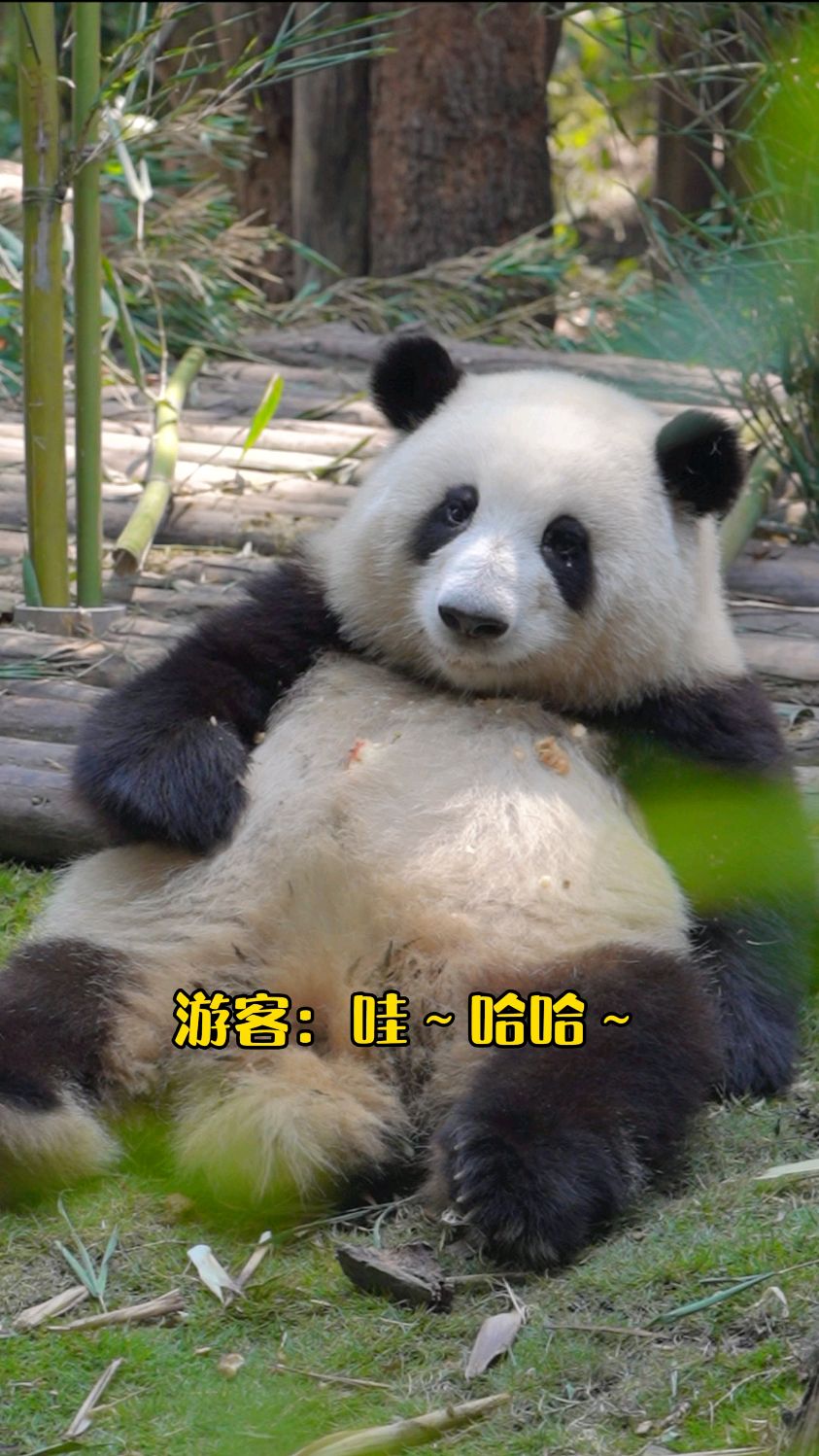 哈哈!谭爷爷给游客安利花花,太可爱啦!