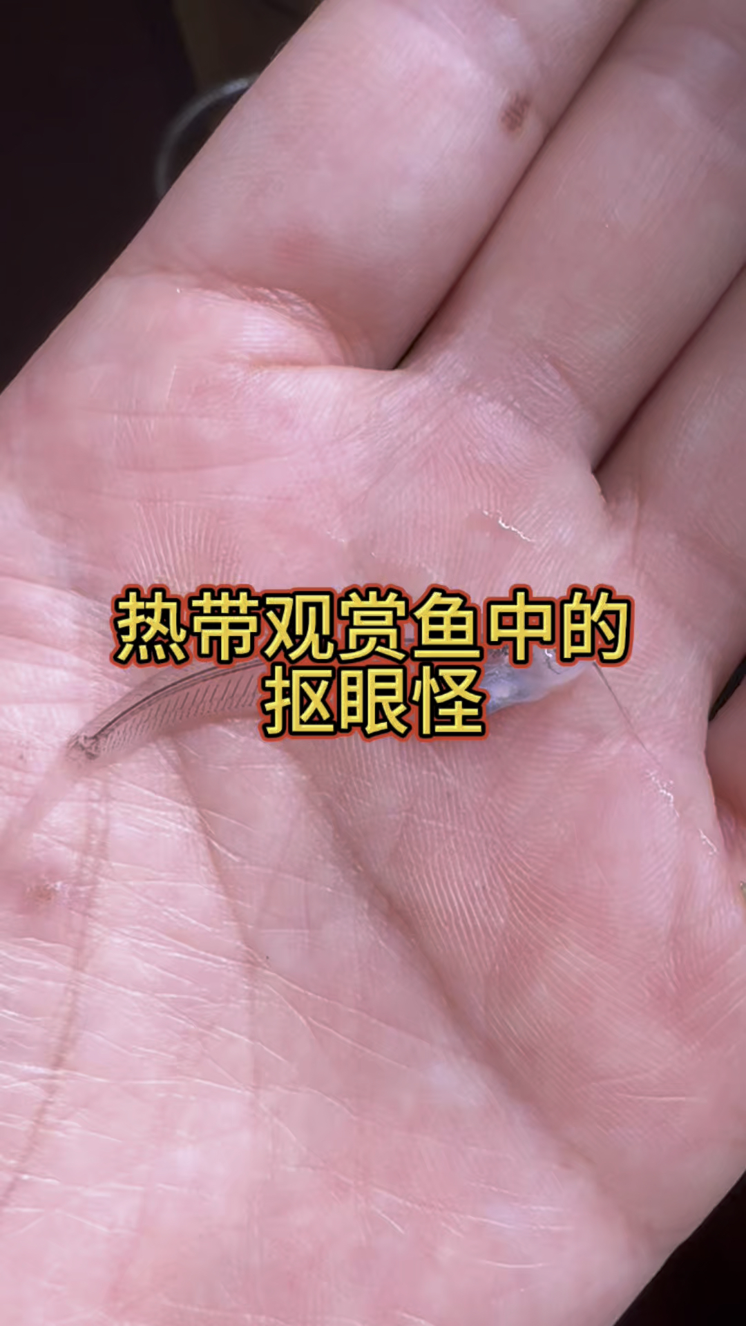 热带鱼中的抠眼怪!碰到一定别混养