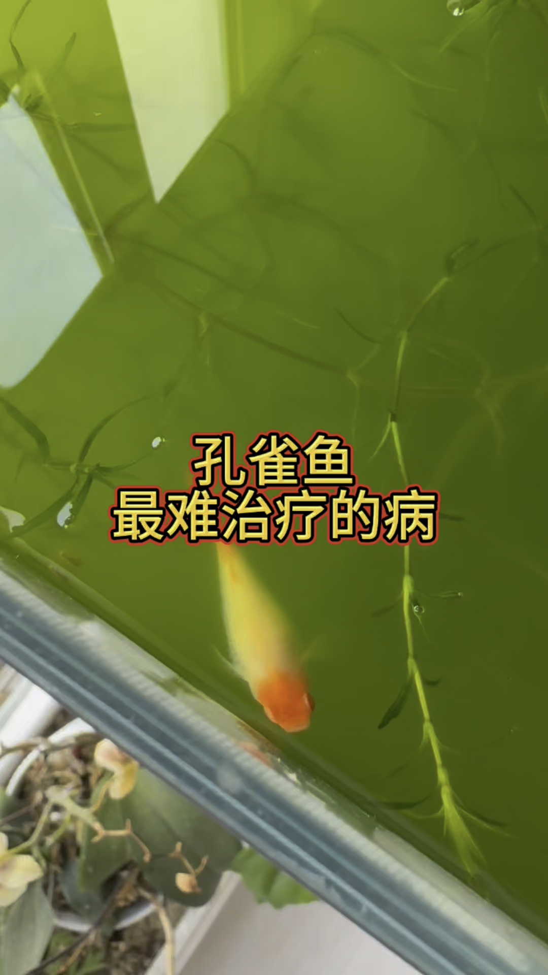 孔雀鱼最难治疗的病
