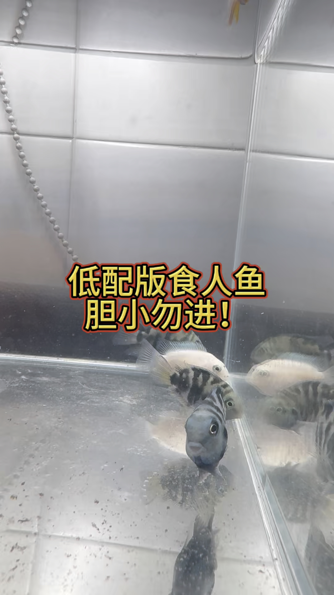 低配版食人鱼!切勿混养!热带小鱼届的非洲鬣狗