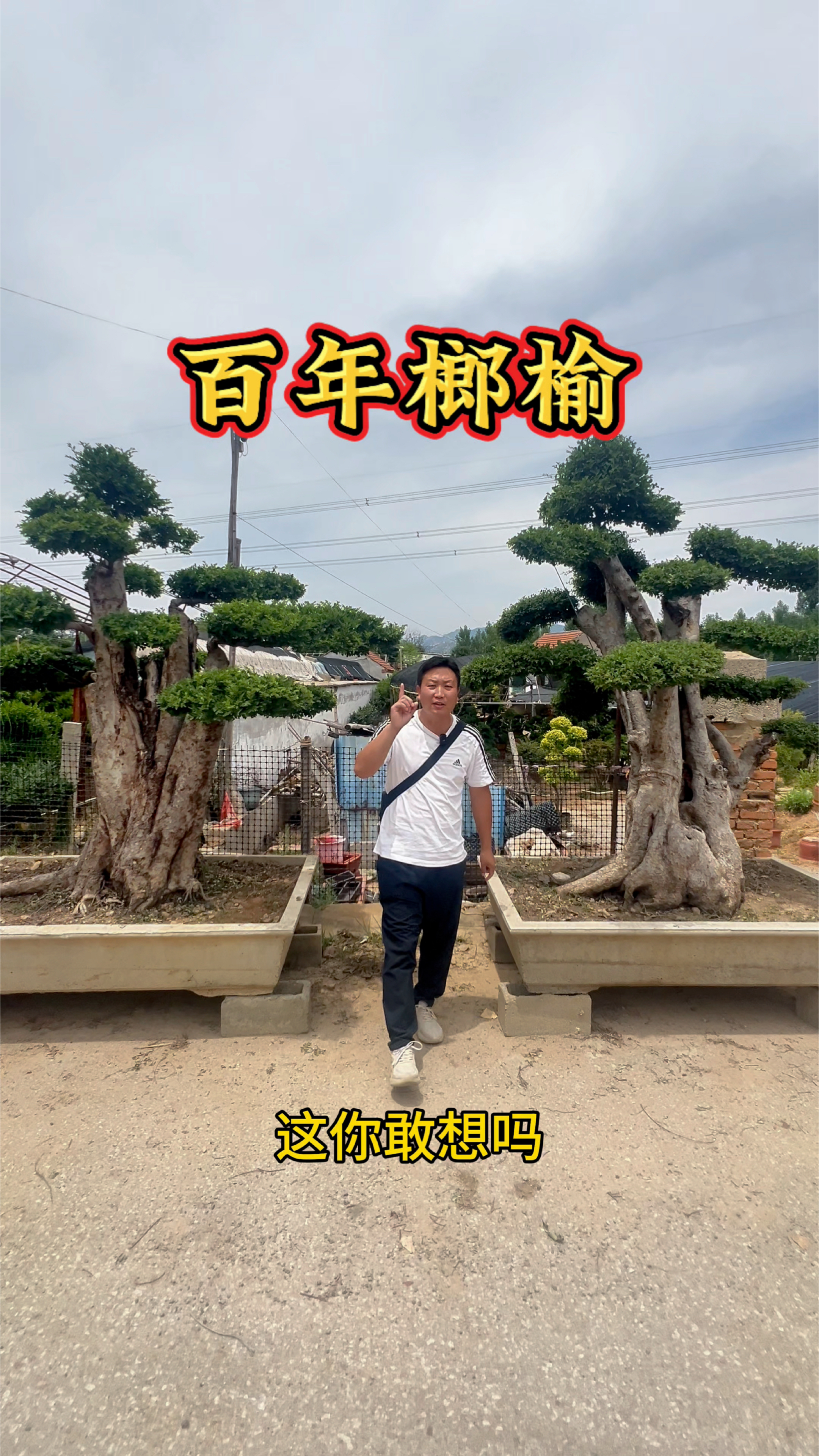 百年大榔榆,庭院摆放大气#别墅庭院植物#榔榆盆景#榔榆树#老桩