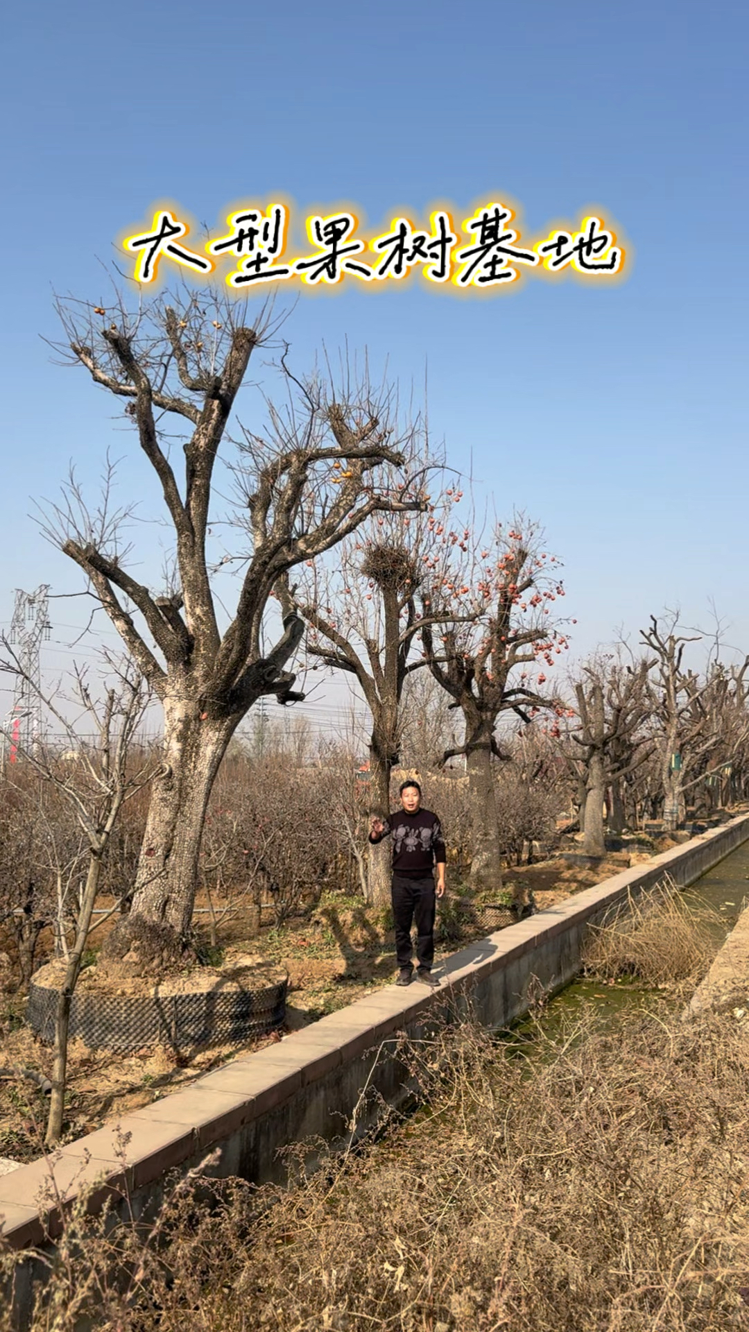 山东大型果树苗木基地，价格低品种全，各地老板来此选货