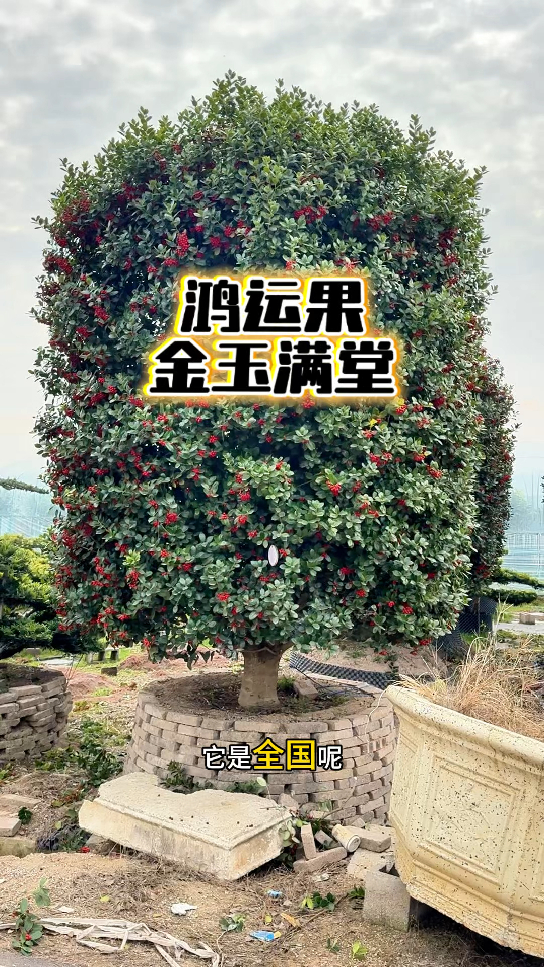 金玉满堂树真是不简单!绿叶红果四季常青,这9棵树好价又低啊