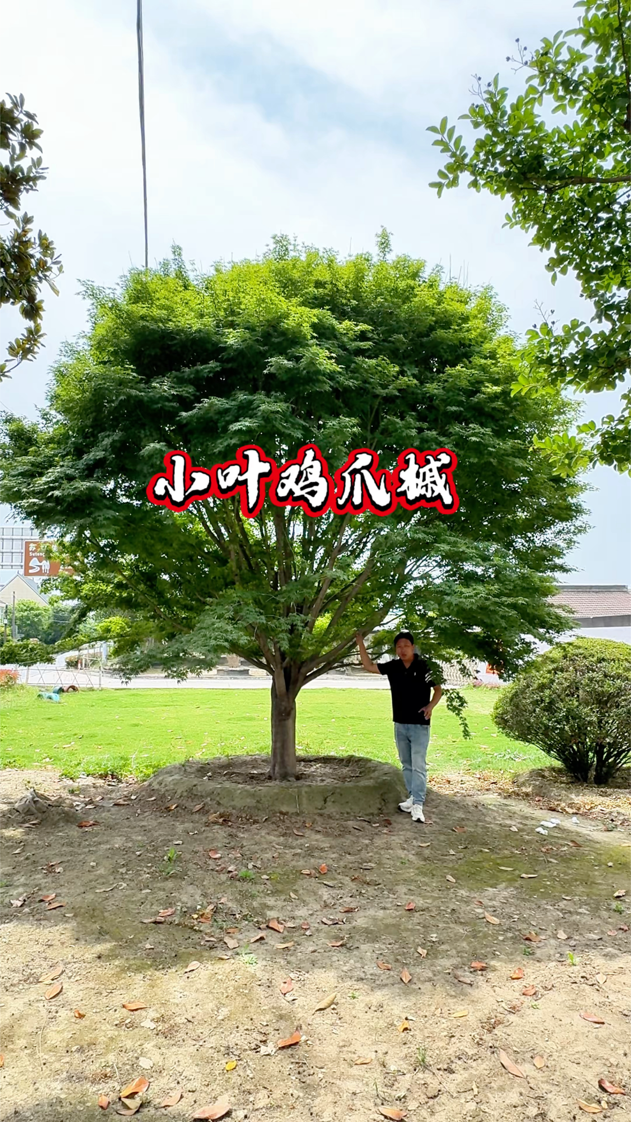 小叶鸡爪槭树，庭院栽种一树成景#小叶鸡爪槭树#枫树