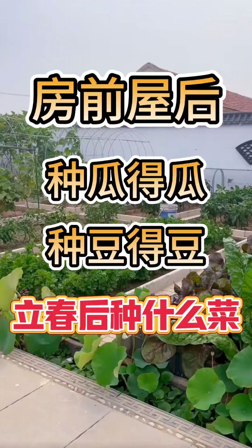好吃又营养板蓝根青菜
