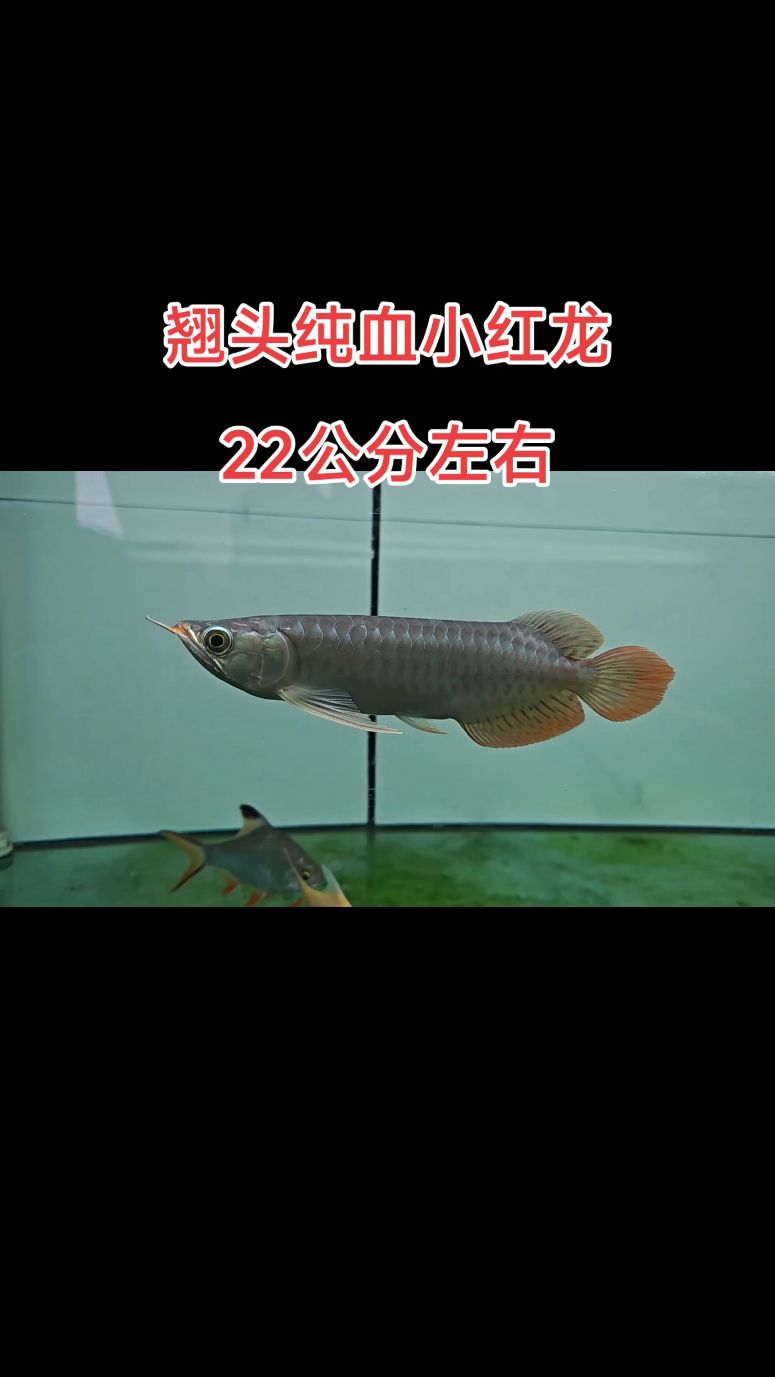 观赏鱼热带鱼龙鱼红龙鱼怎么选好?眼缘血统第一