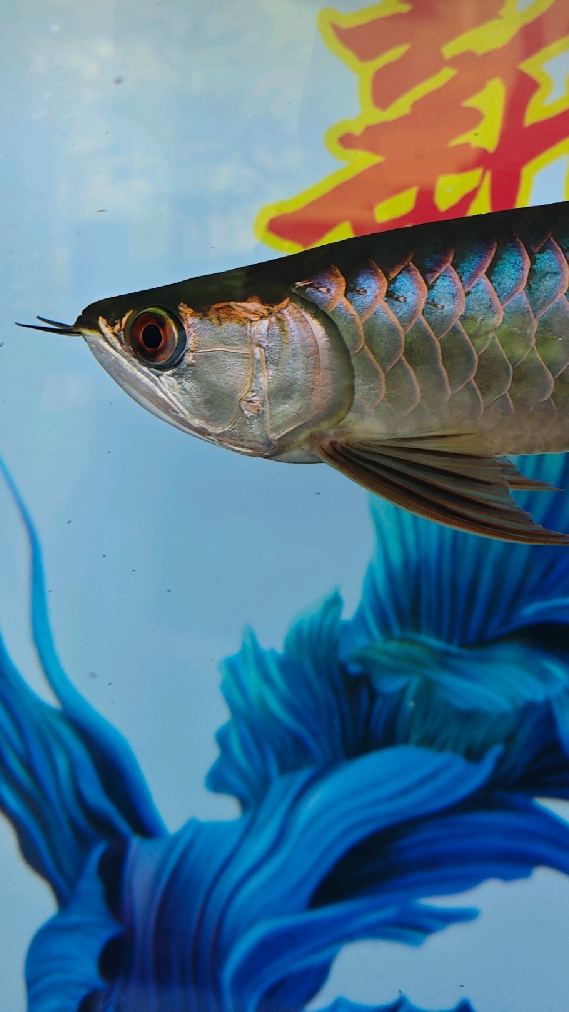 热带鱼观赏鱼缸怎么搭配?龙鱼缸混养搭配,合理才是王道