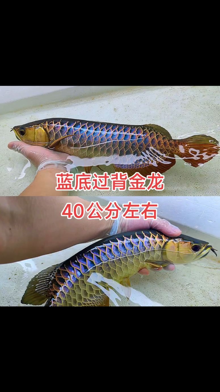 热带鱼观赏鱼金龙红龙鱼之蓝底过背金龙