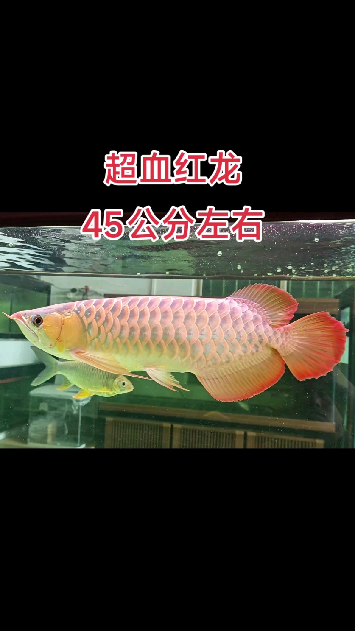 选红龙鱼没有啥标准，自己喜欢的血统纯的就是最好的
