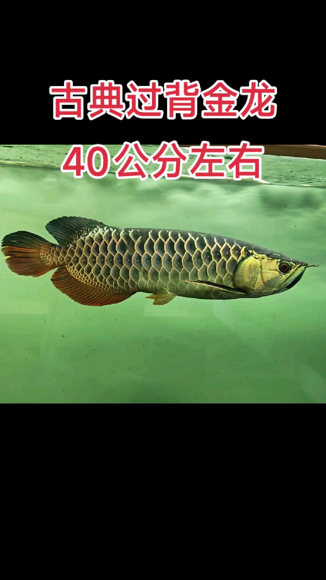 热带鱼观赏鱼高端淡水龙鱼,金龙鱼除了底色金质就是爬背的高度