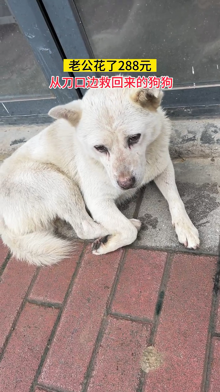差点就上餐桌的狗,老公花3百从狗肉档买回来的,没想到会这么乖