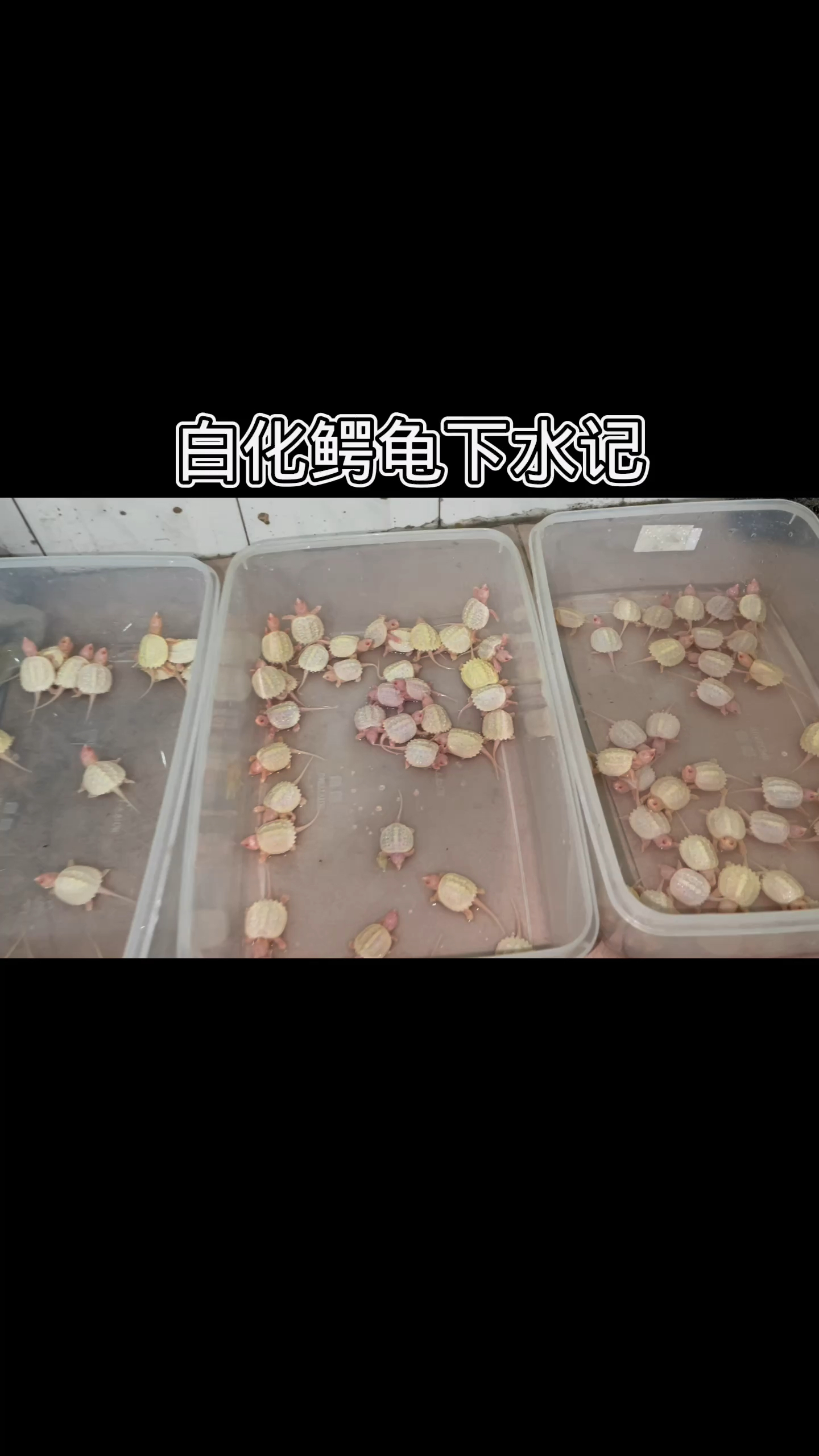 江门血统白化鳄龟苗下水记录!这样可爱的白化鳄龟苗能打动你吗