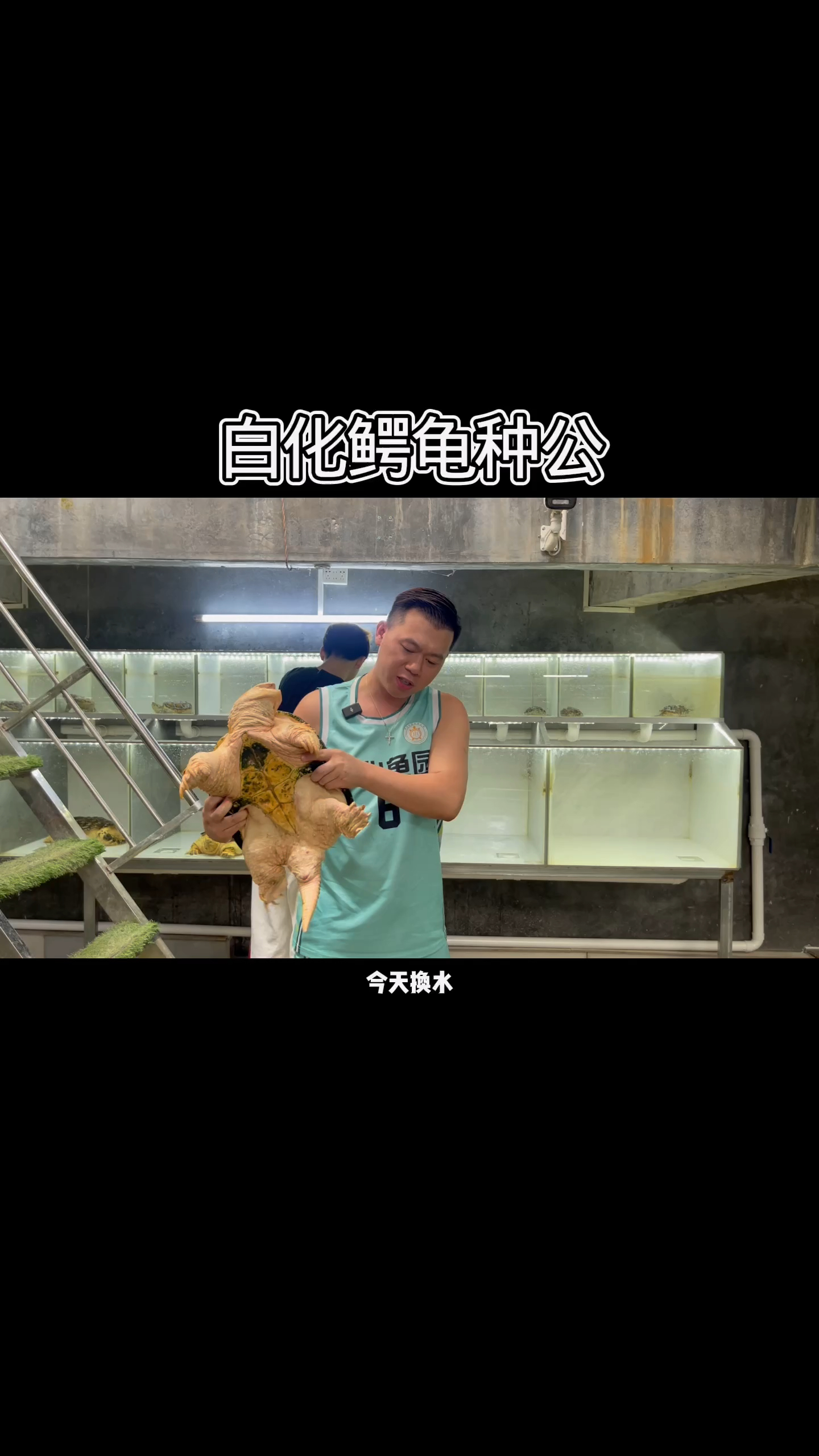 刚好换水,那一起来看看我的白化鳄龟种公。