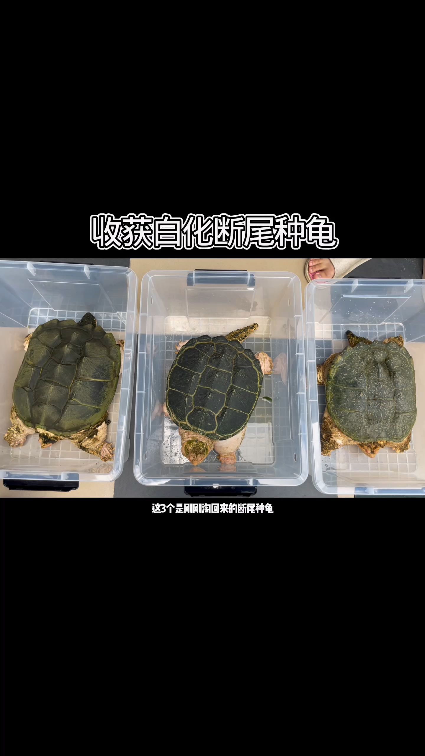 淘回三条的19年的白化鳄龟种龟,瑕疵断尾还可以正常繁殖留种!