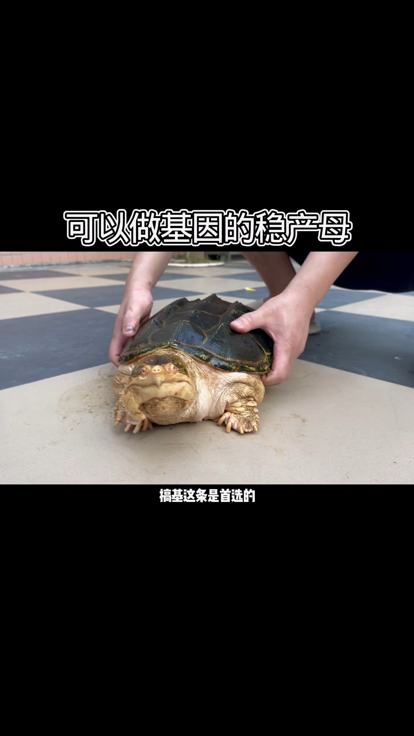可以做基因的稳产白化鳄龟母,至于做什么基因取决于你!