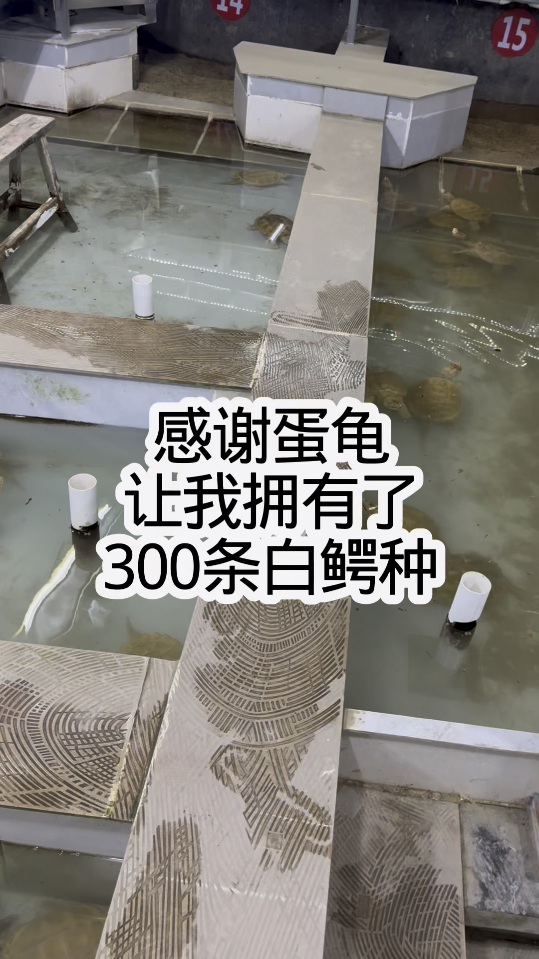 今日的蛋龟市场，未来的白化佛鳄龟。放眼未来宠物龟直播观赏市场