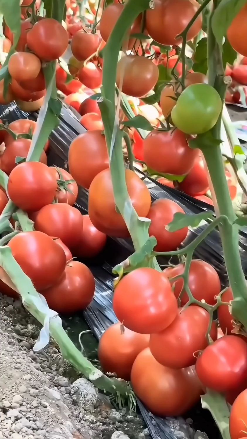 要想蔬菜高产，种植技巧少不了！